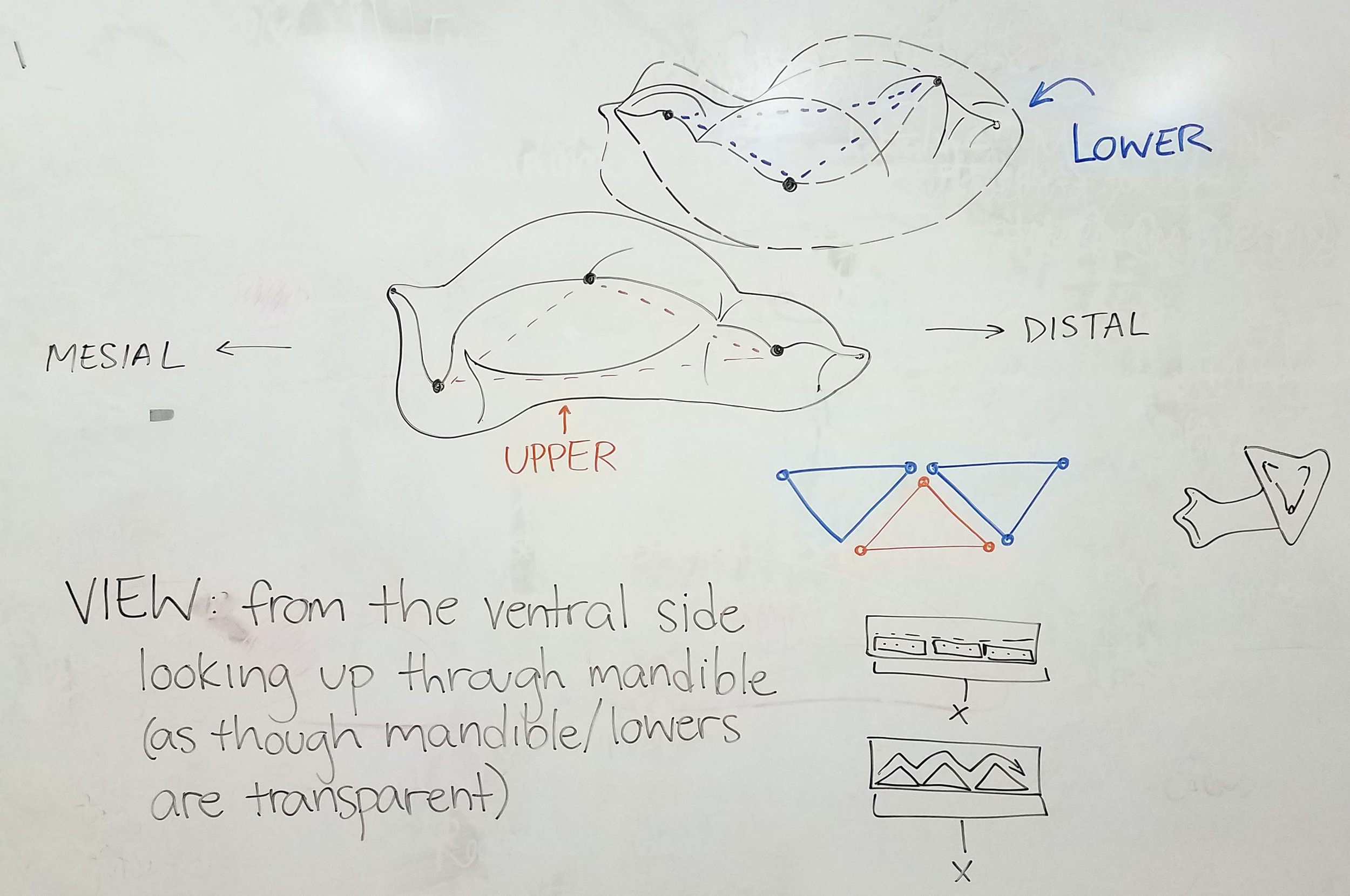  Diagram of the relationship between upper and lower teeth in symmetrodont mammals 