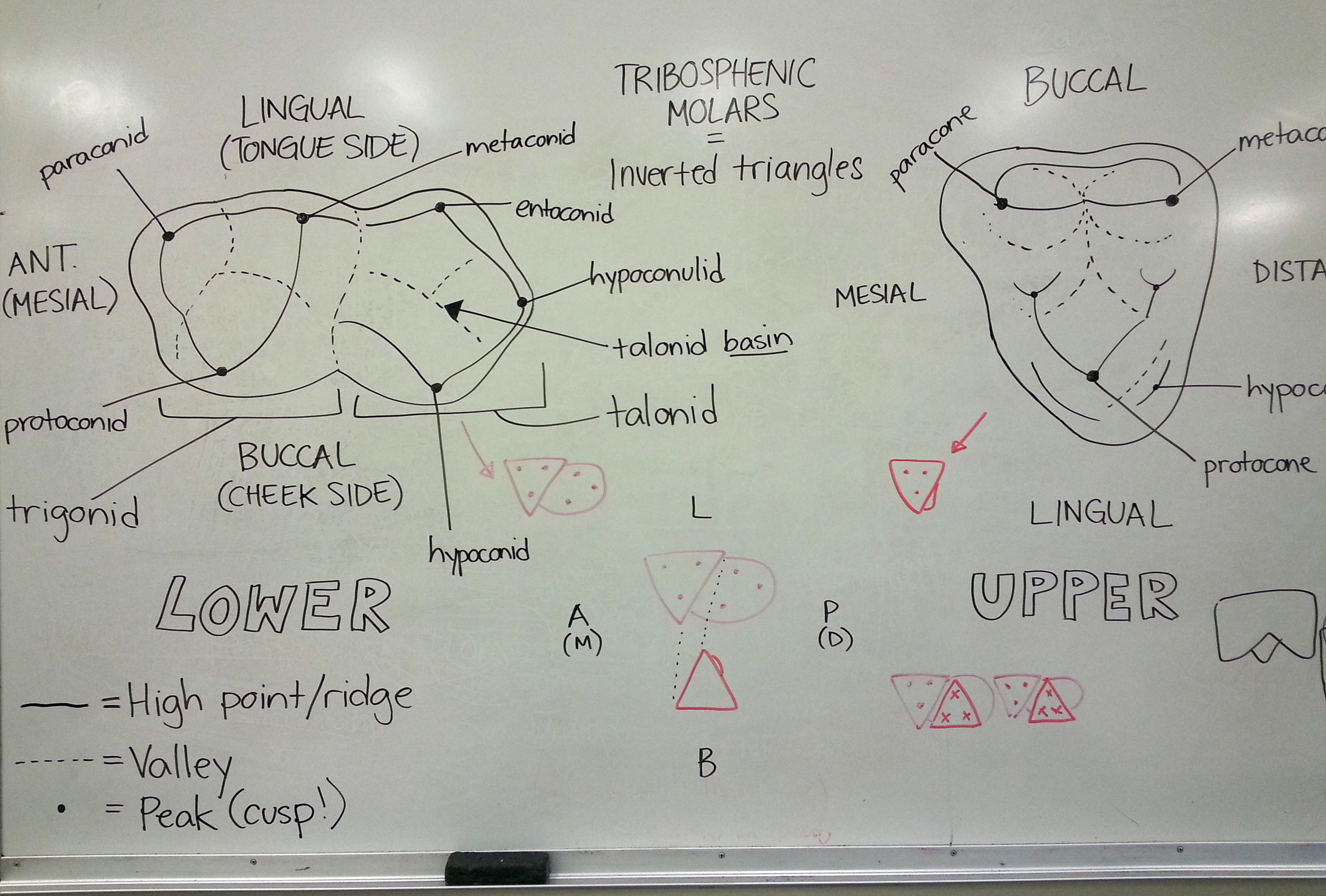  Detailed overview of tribosphenic molars, including how the upper and lower molars interact 