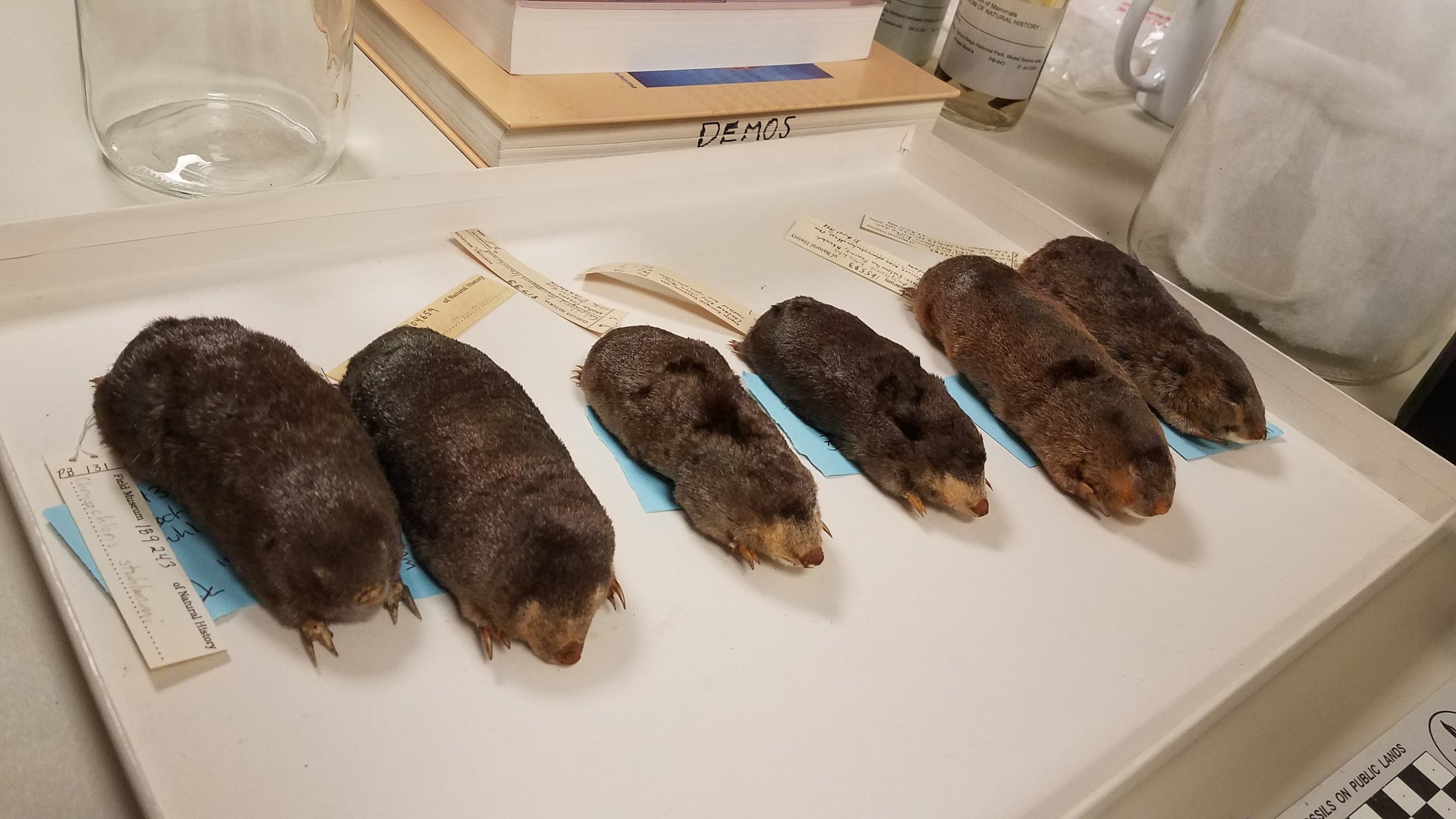  Some golden mole specimens (Chrysochloridae) ready for photogrammetry. Check out those claws! 