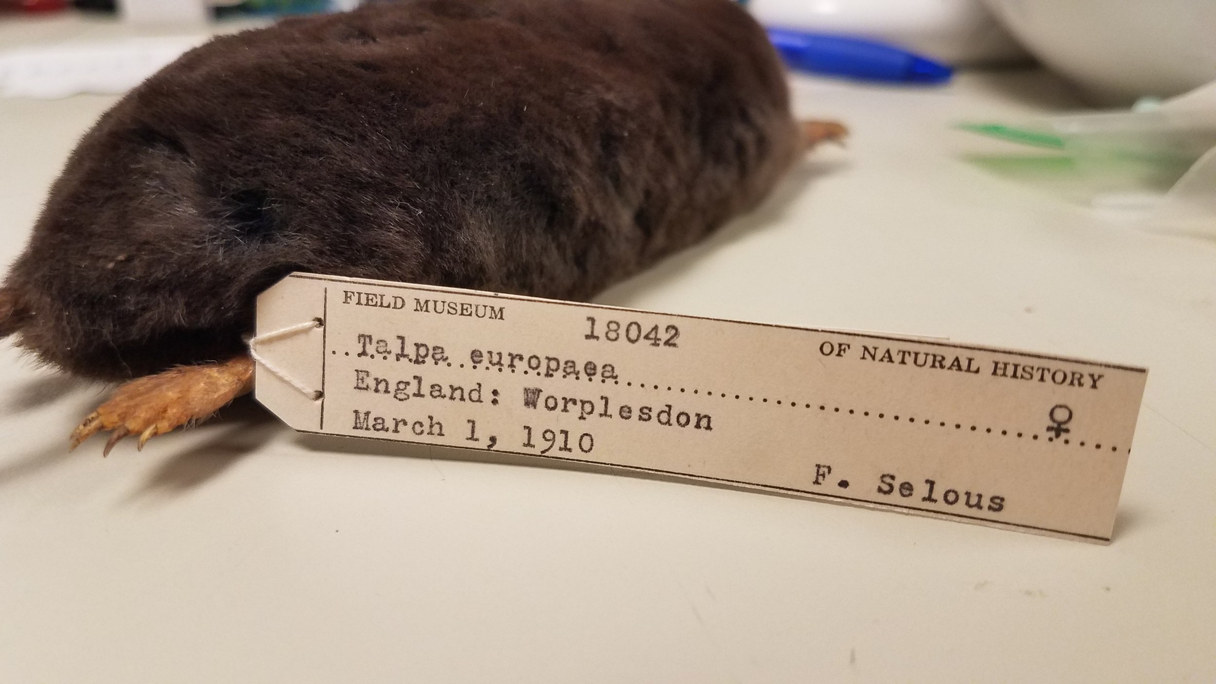  This specimen is from 1910 - over 100 years old! Natural history collections made this mole a perpetual ambassador for its species. 