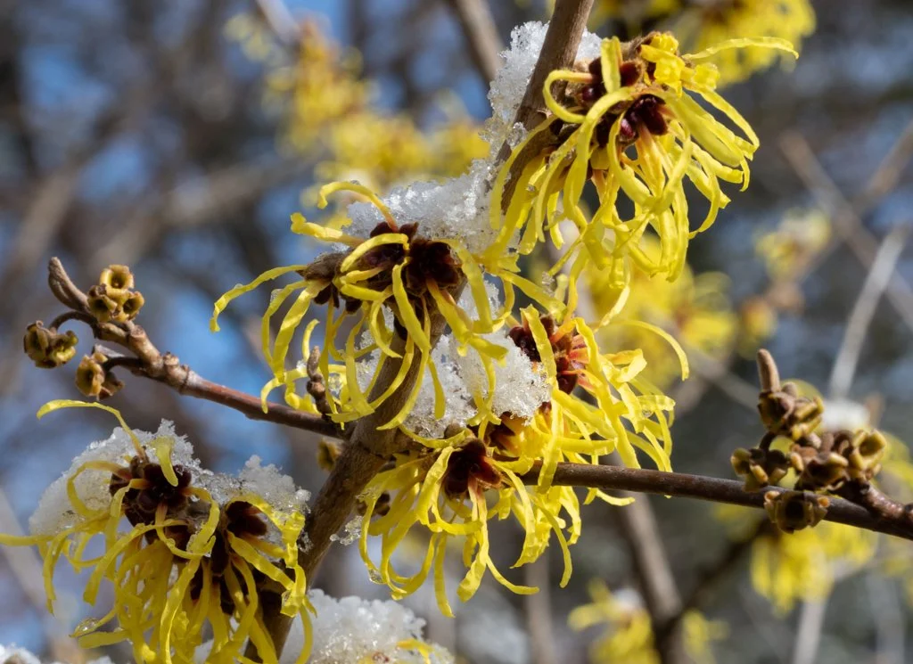 witch hazel4.JPG