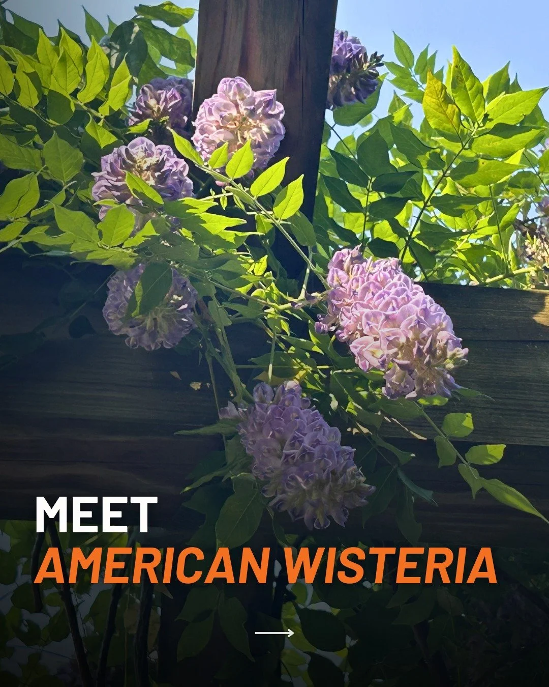 American wisteria (Wisteria frutescens) might be one of my favorite native vines to recommend to homeowners. 🌿

It blooms in late spring with those gorgeous cascading purple flower clusters, and the fragrance is absolutely worth it.

Here's what mak