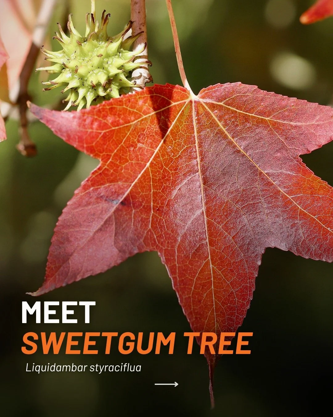 Sweetgum (Liquidambar styraciflua) is one of my favorite native trees to recommend to homeowners looking for year-round interest. 🌿

Those star-shaped leaves are gorgeous all summer, and come fall, they turn brilliant shades of red, orange, and purp