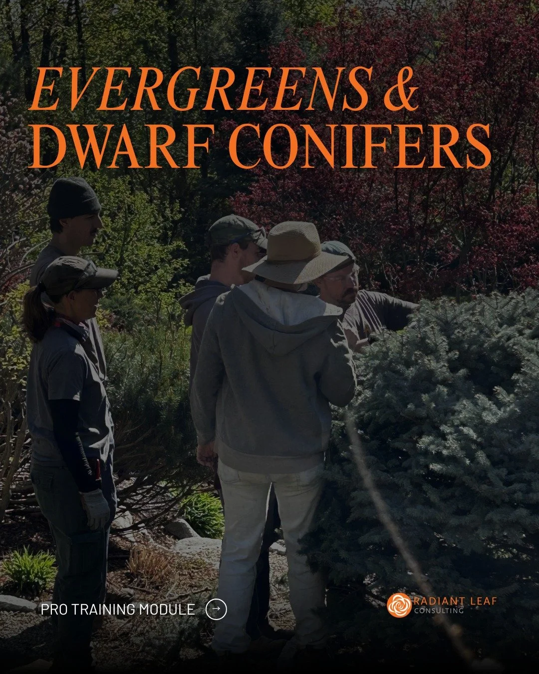If your crew is working around evergreens and conifers, this one's for you.

This is one of 12 modules in Radiant Leaf's Pro Training program &mdash; and it's one I get asked about constantly. These plant groups show up on almost every job site, but 