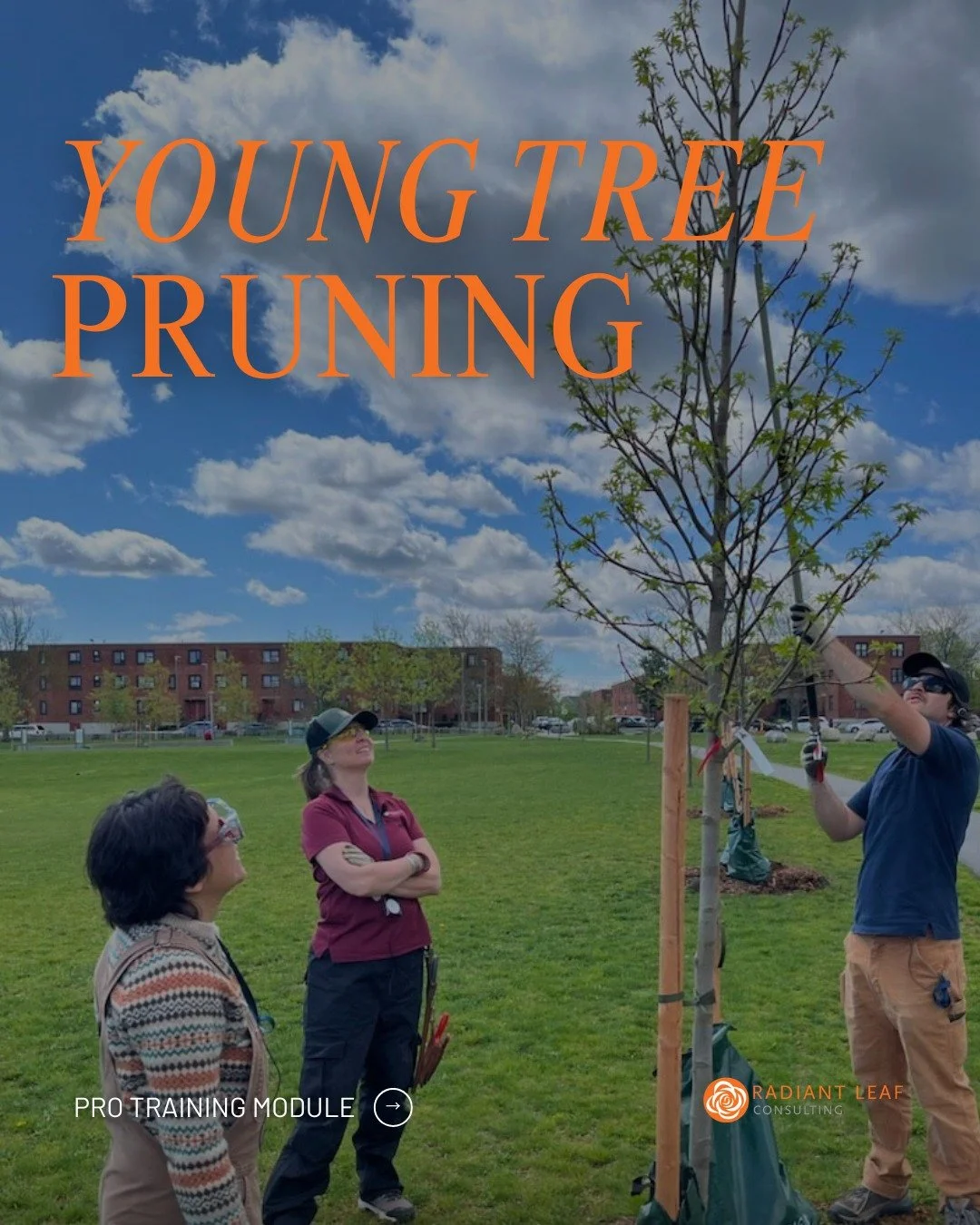 Young trees are an investment. How your crew handles them now determines what your clients' properties look like in 10 years.

Here's what's included in the Young Tree Pruning pro training:
🌿 Identify and correct structural problems before they beco
