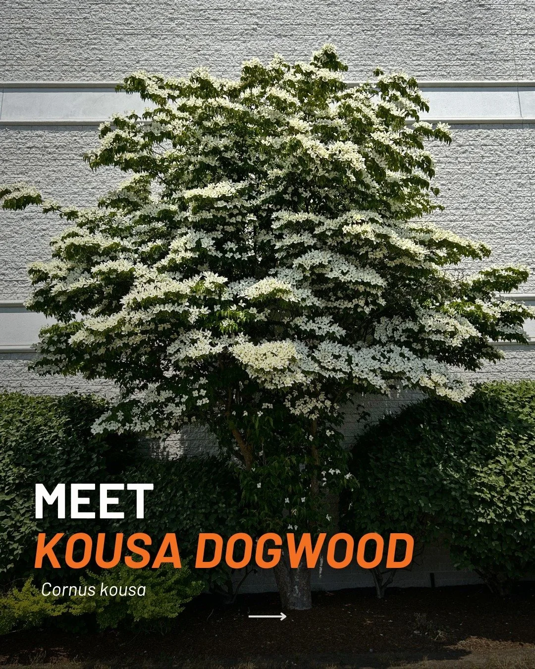 Homeowners reach for the native flowering dogwood first, but the Kousa blooms a few weeks later, stays healthier in our climate, and puts on just as beautiful a show.🌸

Here's why it earns a spot in the landscape:

🌸 Blooms late May to June with de