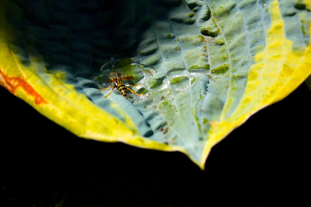 wasp (JQ).jpg