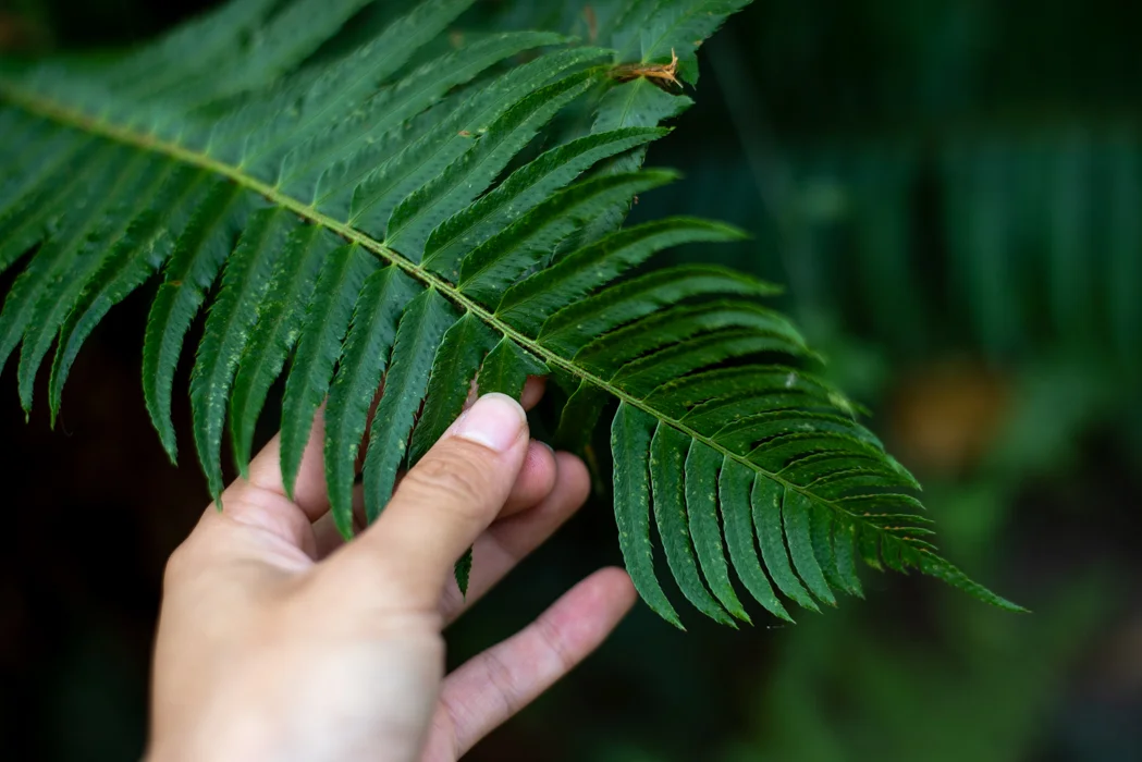 Sword fern - see those notches that look like sword hilts?