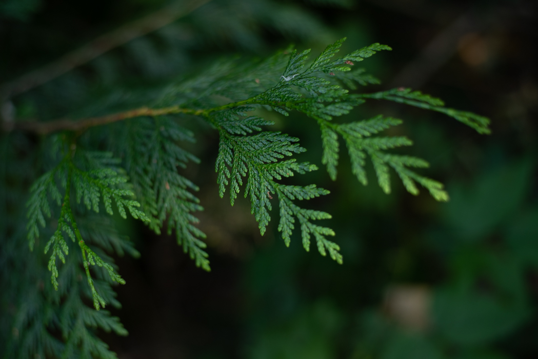 Cedar, called the Tree of Life by some First Nations cultures for its immense impact. Cedar was used to make longhouses, canoes, totem poles, baskets, clothing, ropes, cooking utensils, medicines…the list goes on.