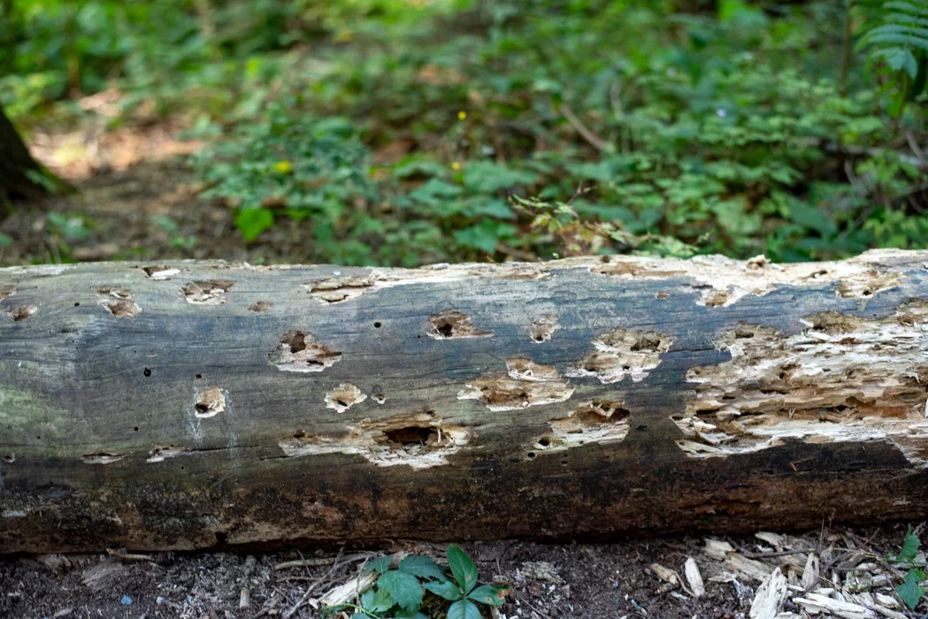 Yum, what’s inside this tree?
