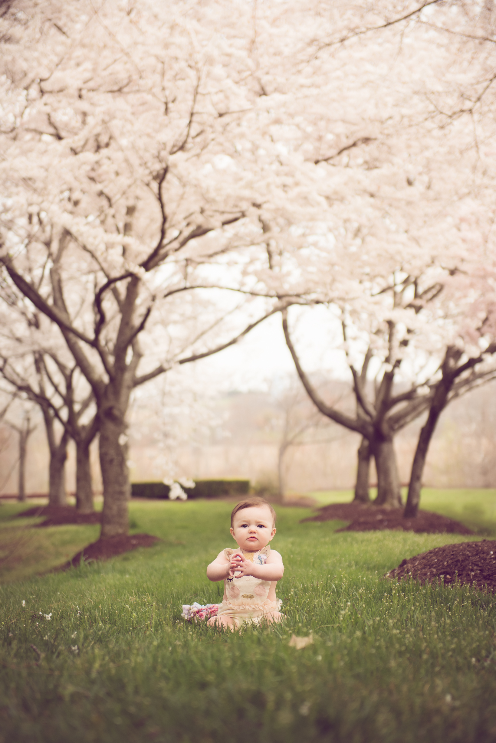 CHERRY BLOSSOMS-1.jpg