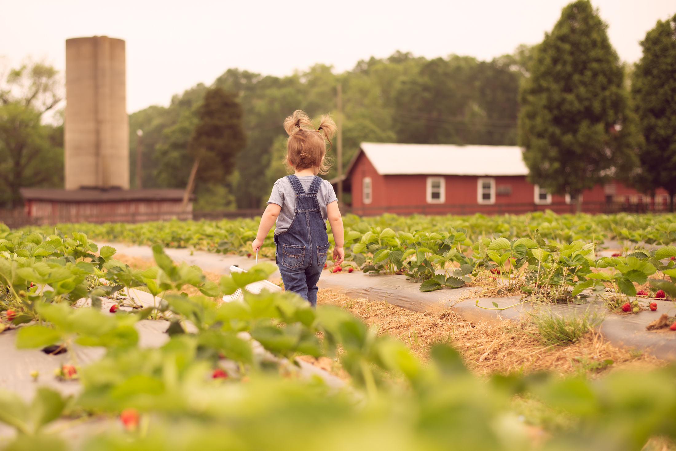 STRAWBERRY PICKING-4.jpg