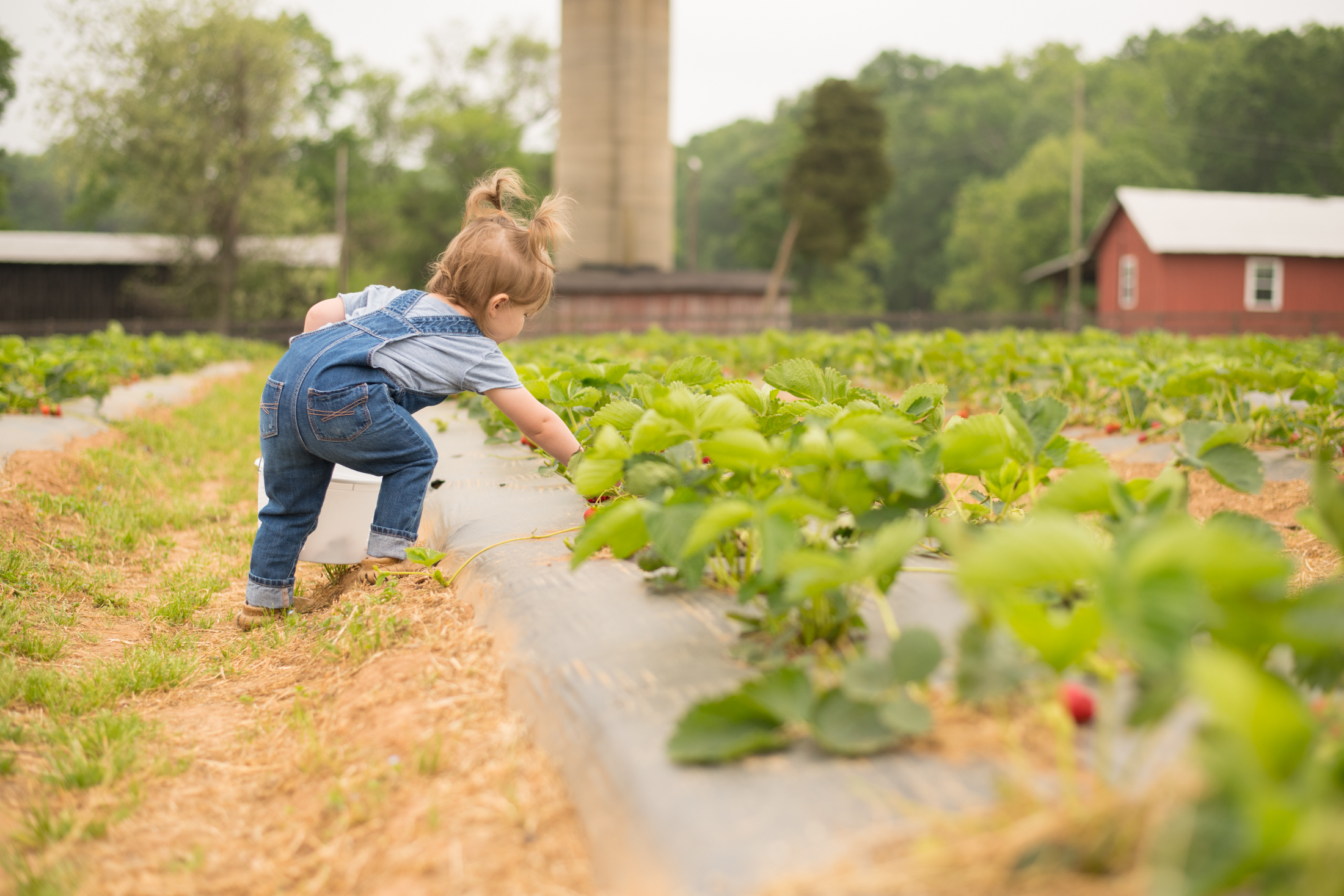 STRAWBERRY PICKING-6.jpg