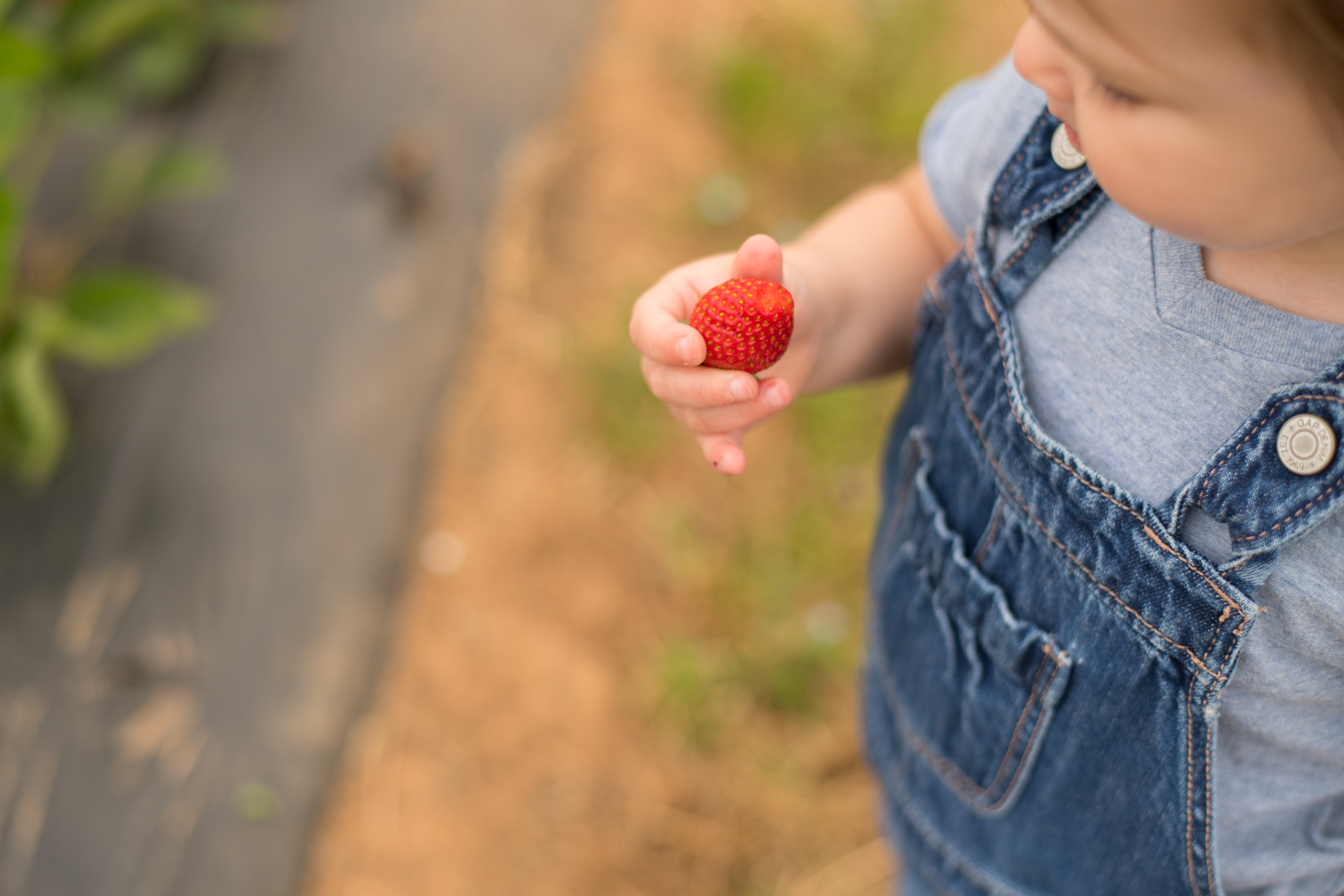 STRAWBERRY PICKING-12.jpg