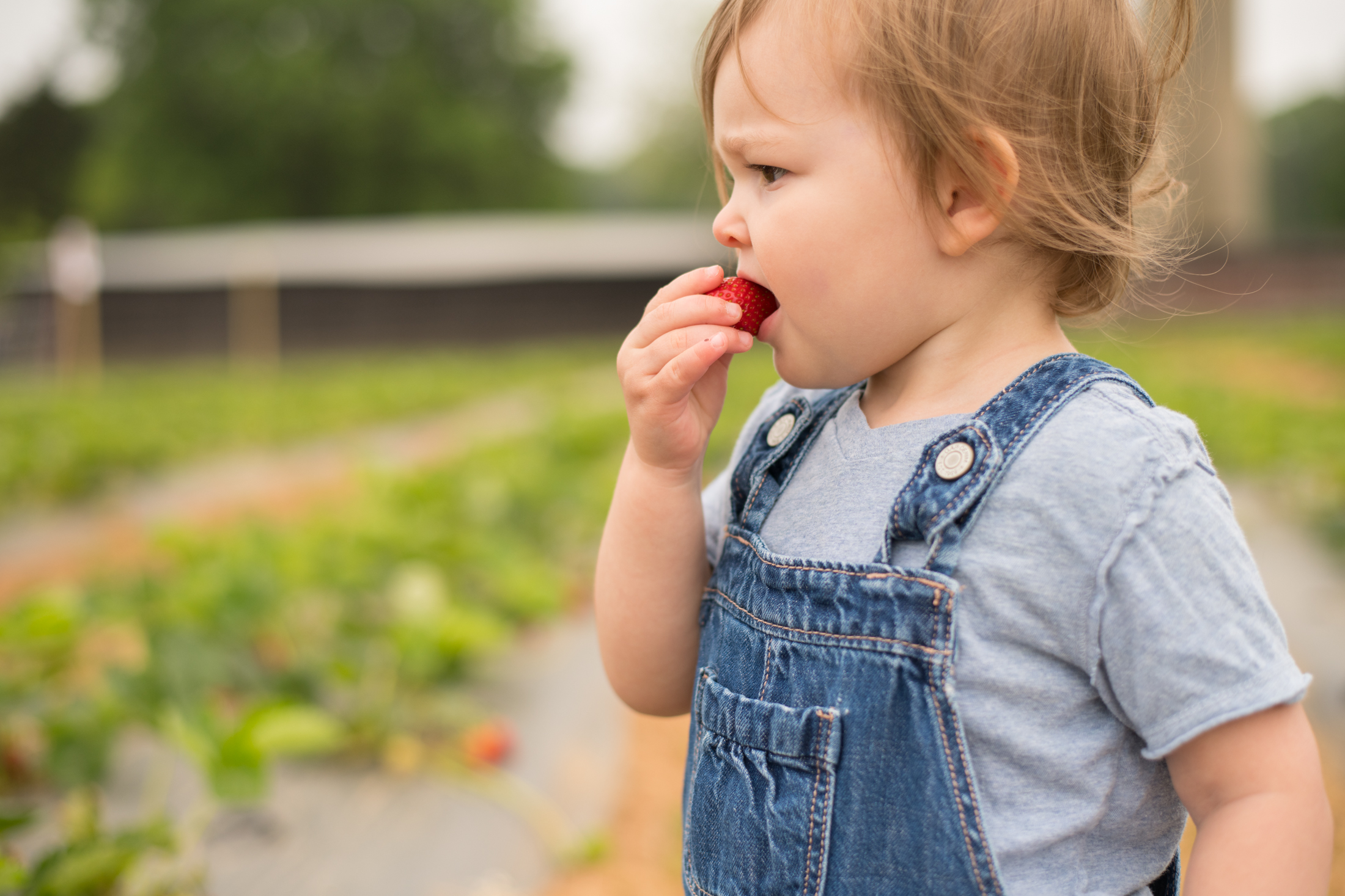 STRAWBERRY PICKING-11.jpg