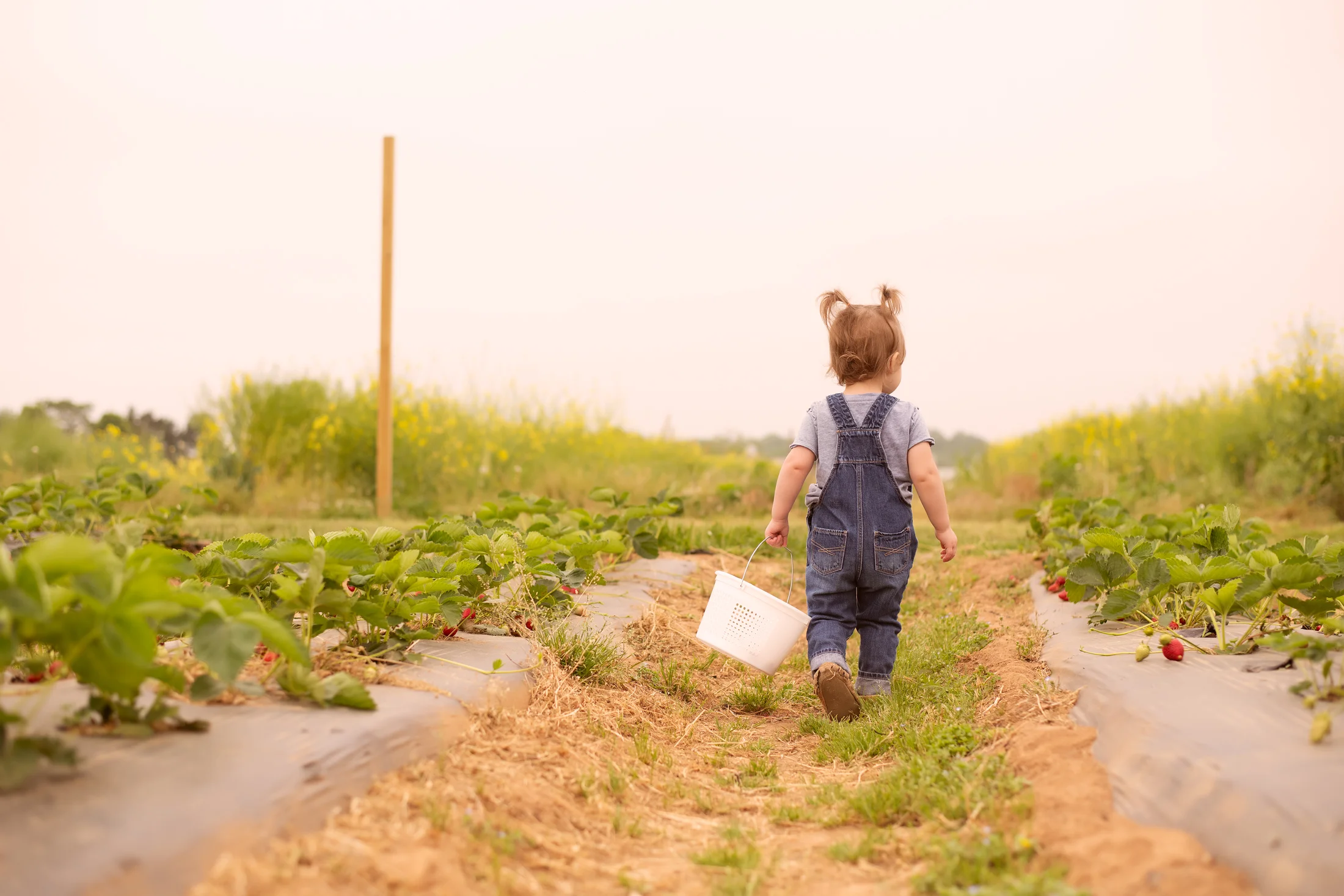 STRAWBERRY PICKING-17.jpg