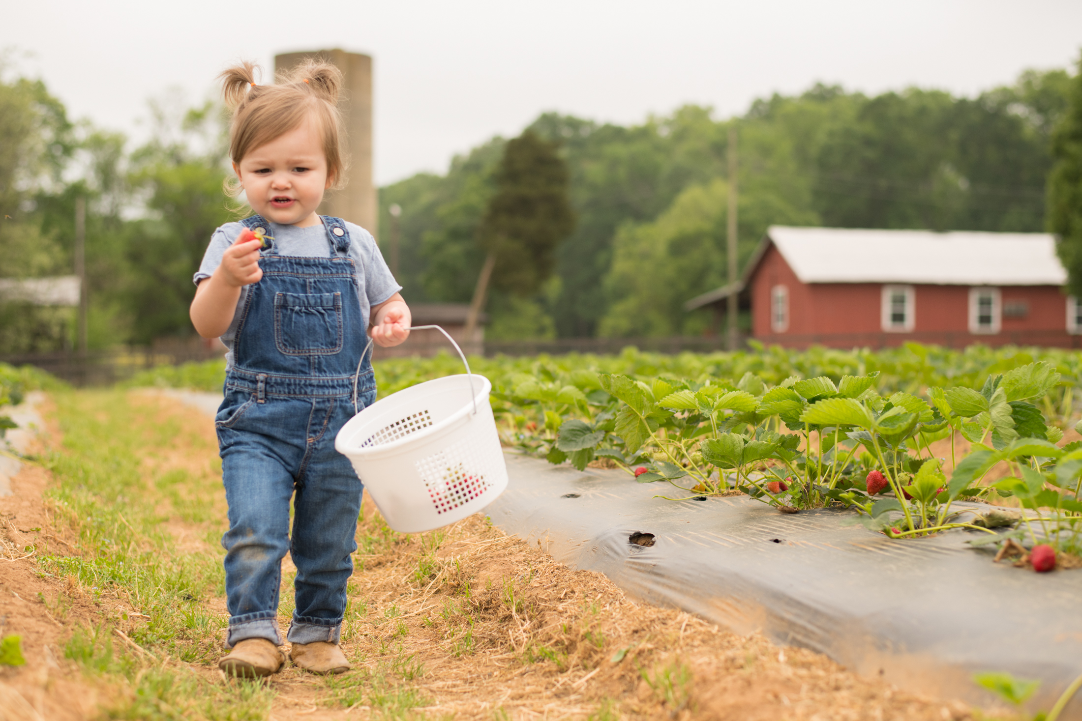 STRAWBERRY PICKING-25.jpg