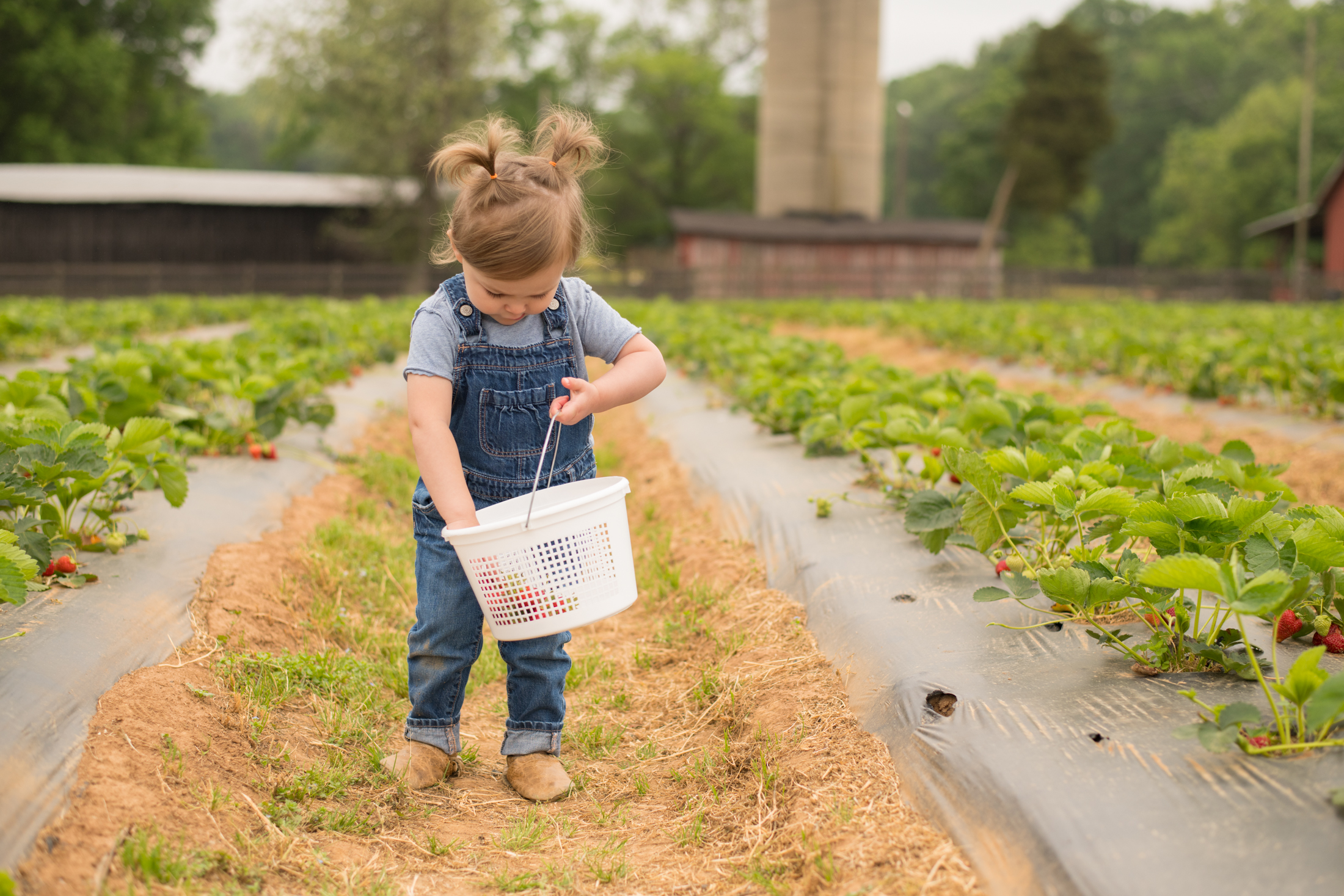 STRAWBERRY PICKING-23.jpg