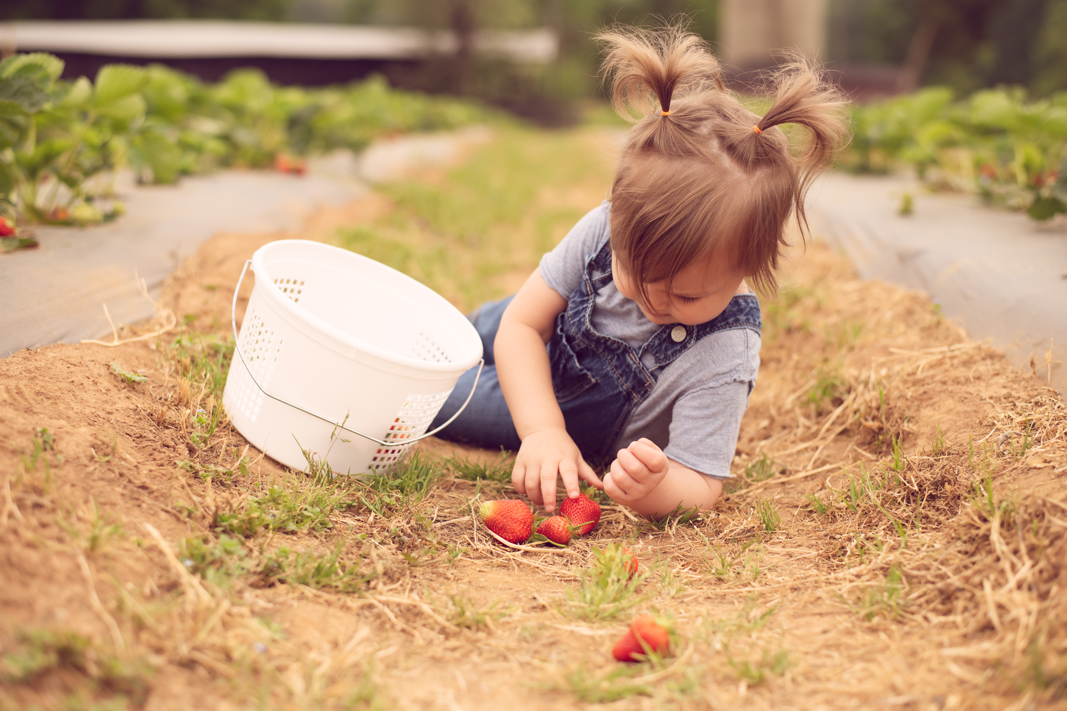 STRAWBERRY PICKING-29.jpg