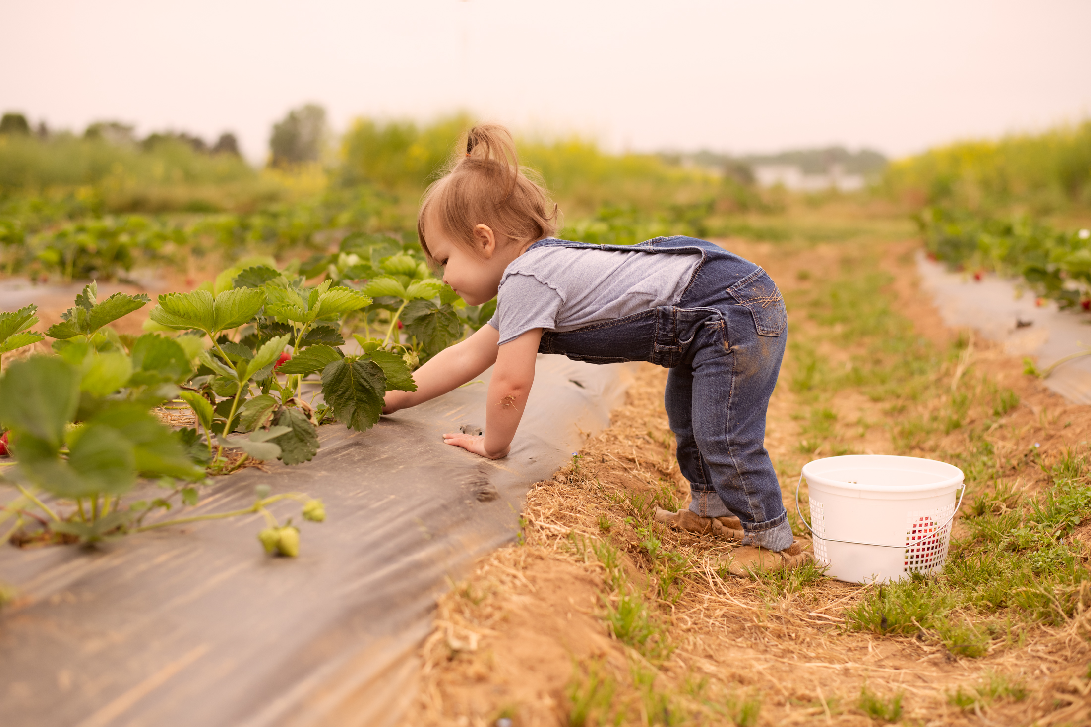 STRAWBERRY PICKING-35.jpg