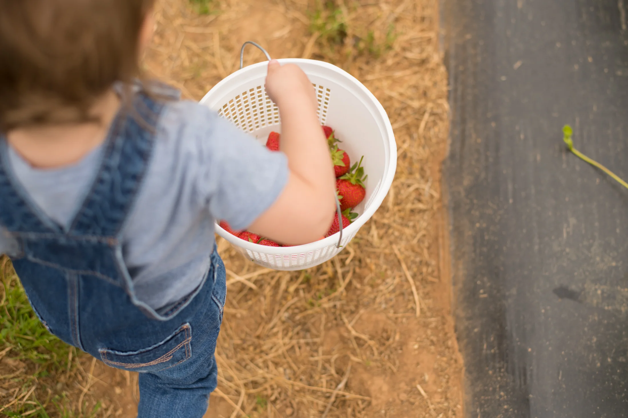 STRAWBERRY PICKING-36.jpg