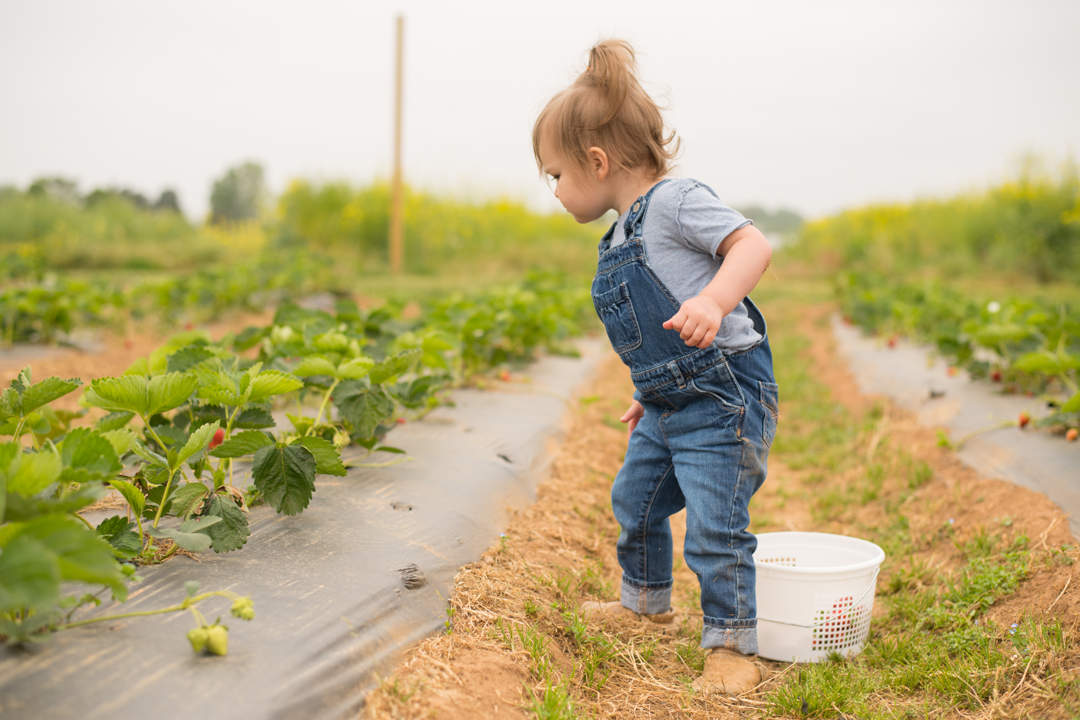 STRAWBERRY PICKING-34.jpg