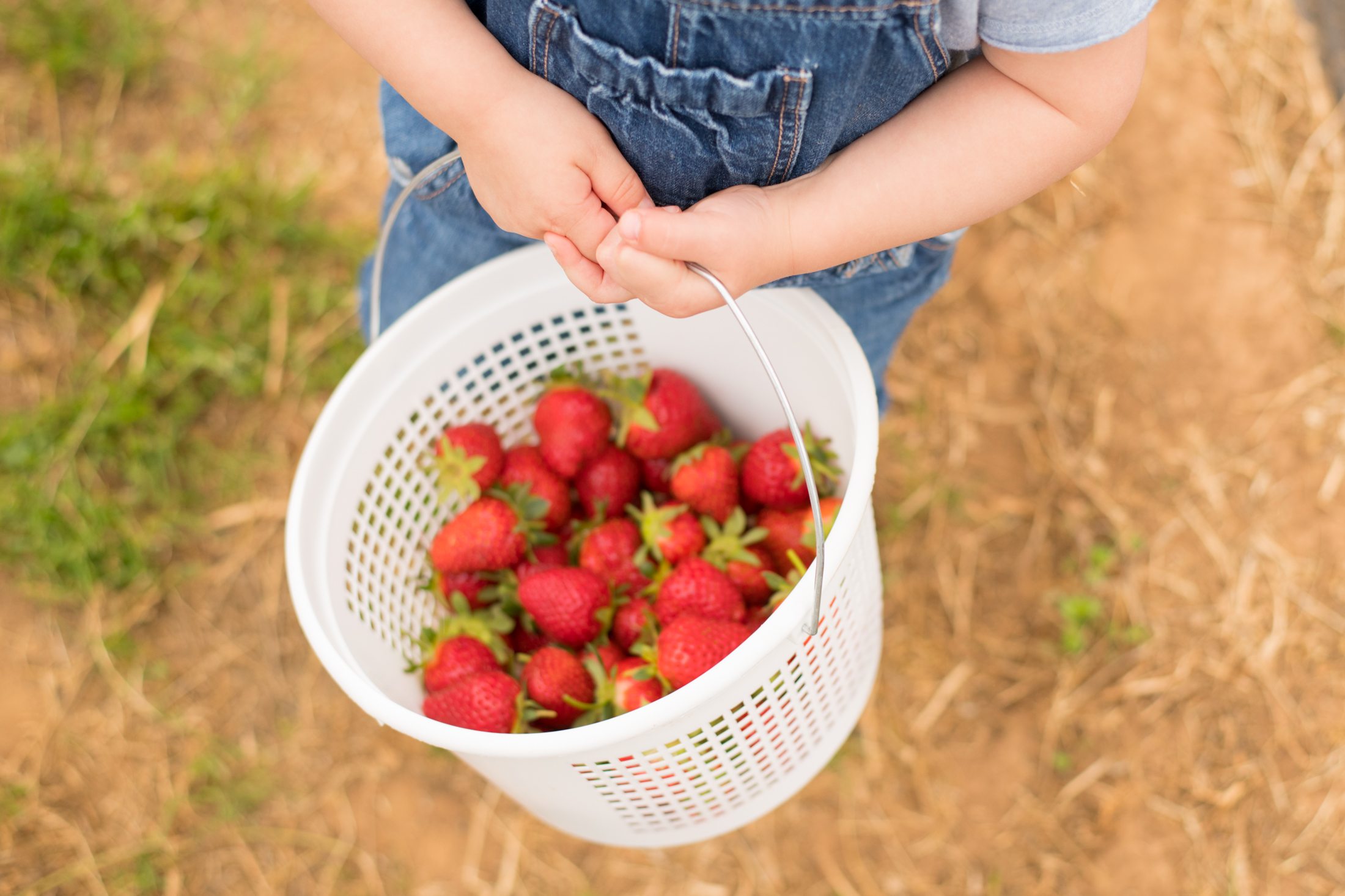 STRAWBERRY PICKING-45.jpg