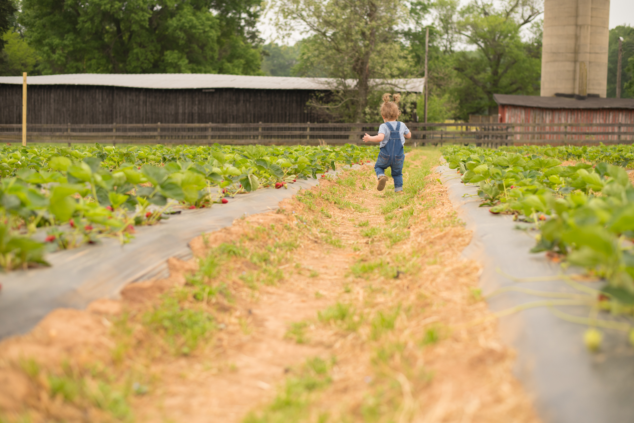 STRAWBERRY PICKING-49.jpg