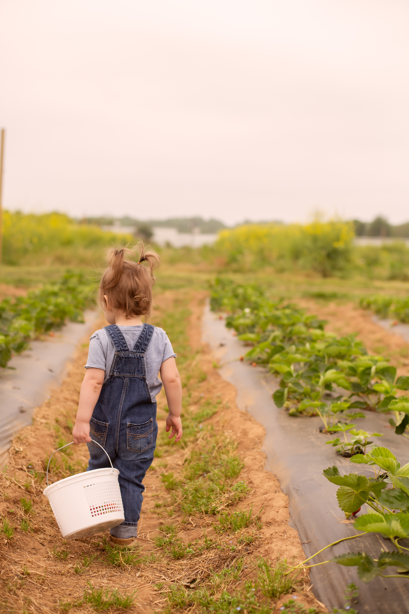 STRAWBERRY PICKING-40.jpg