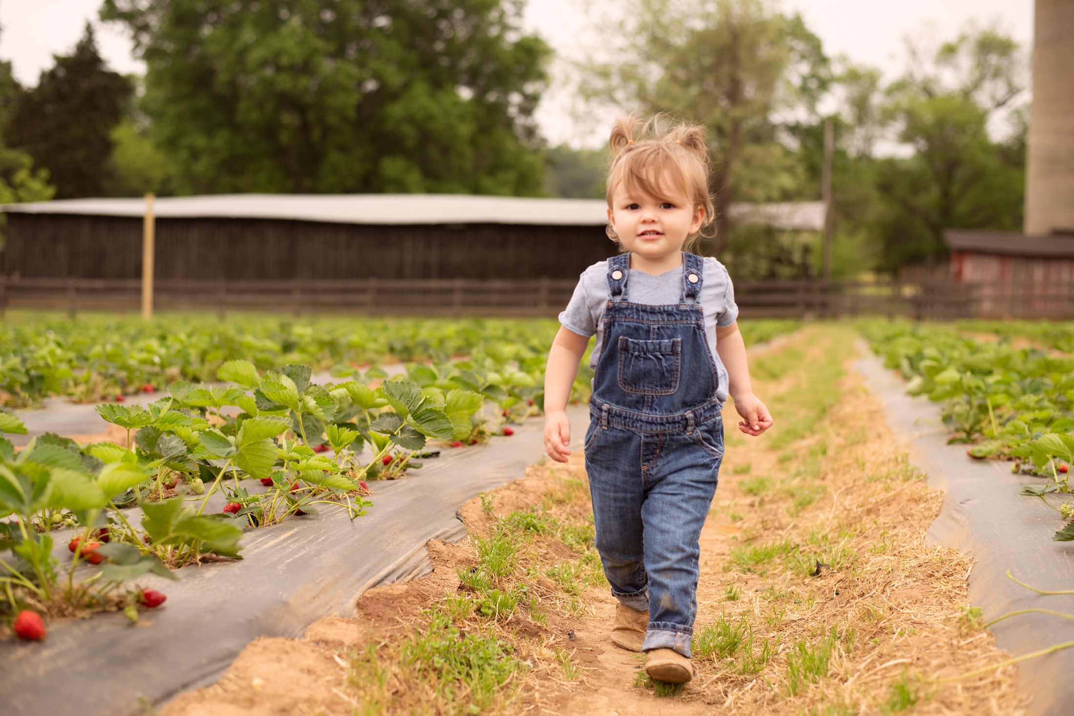 STRAWBERRY PICKING-50.jpg