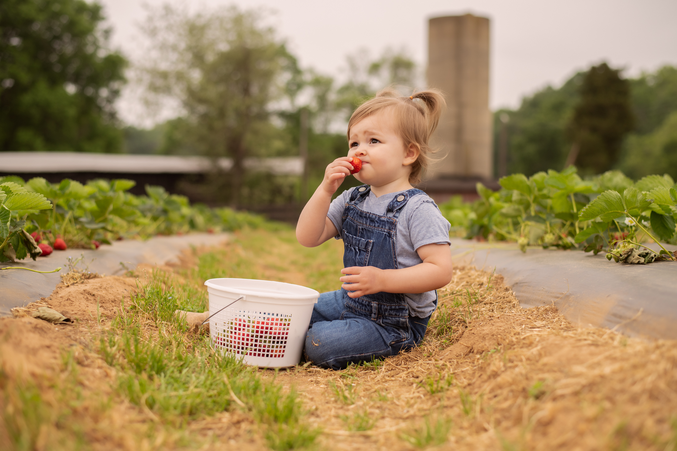 STRAWBERRY PICKING-52.jpg