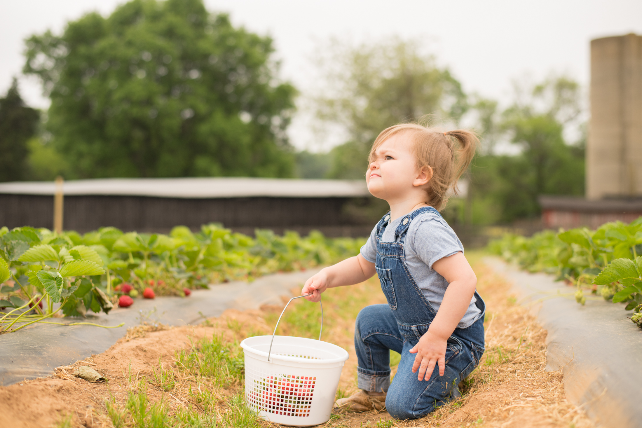 STRAWBERRY PICKING-54.jpg