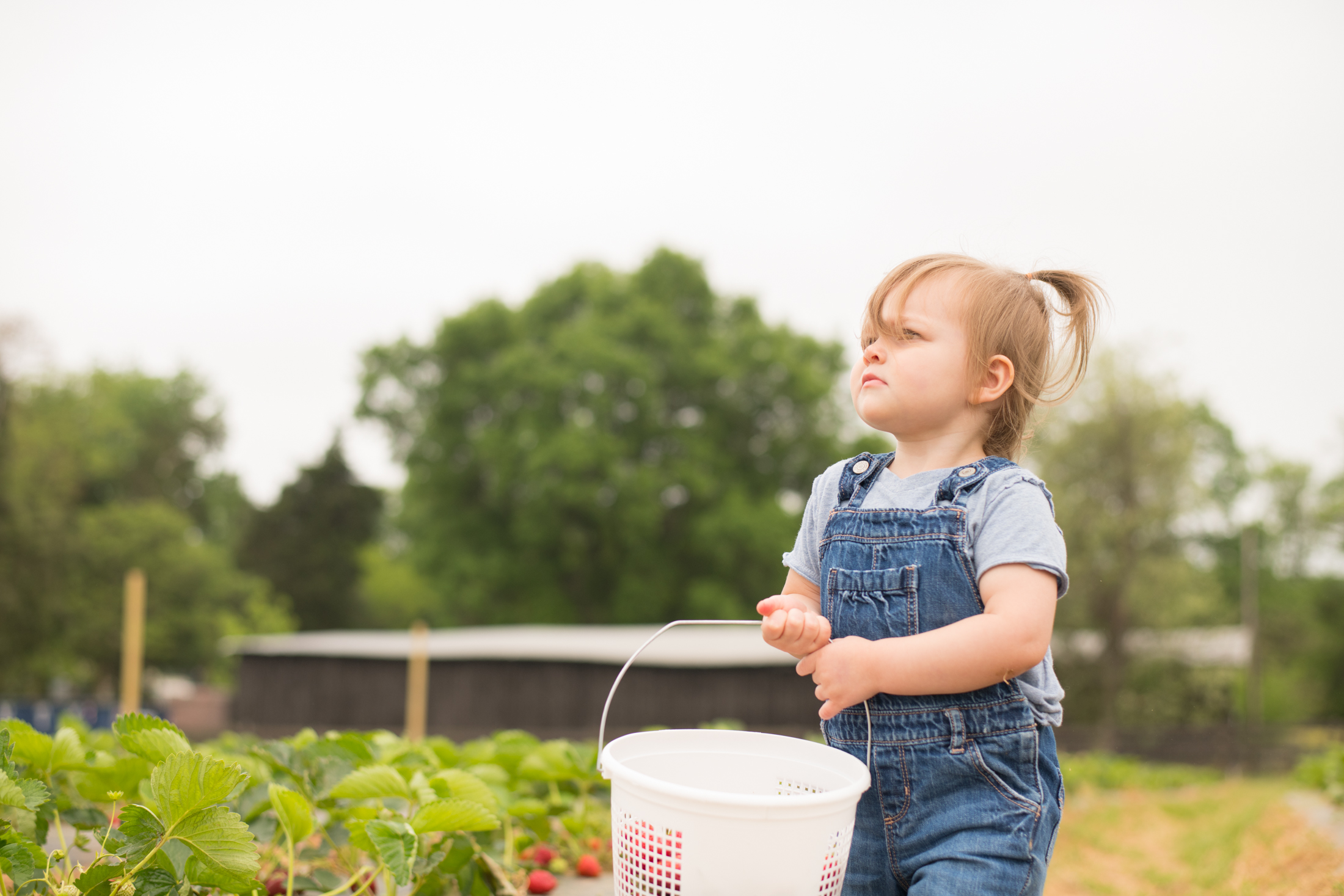 STRAWBERRY PICKING-55.jpg