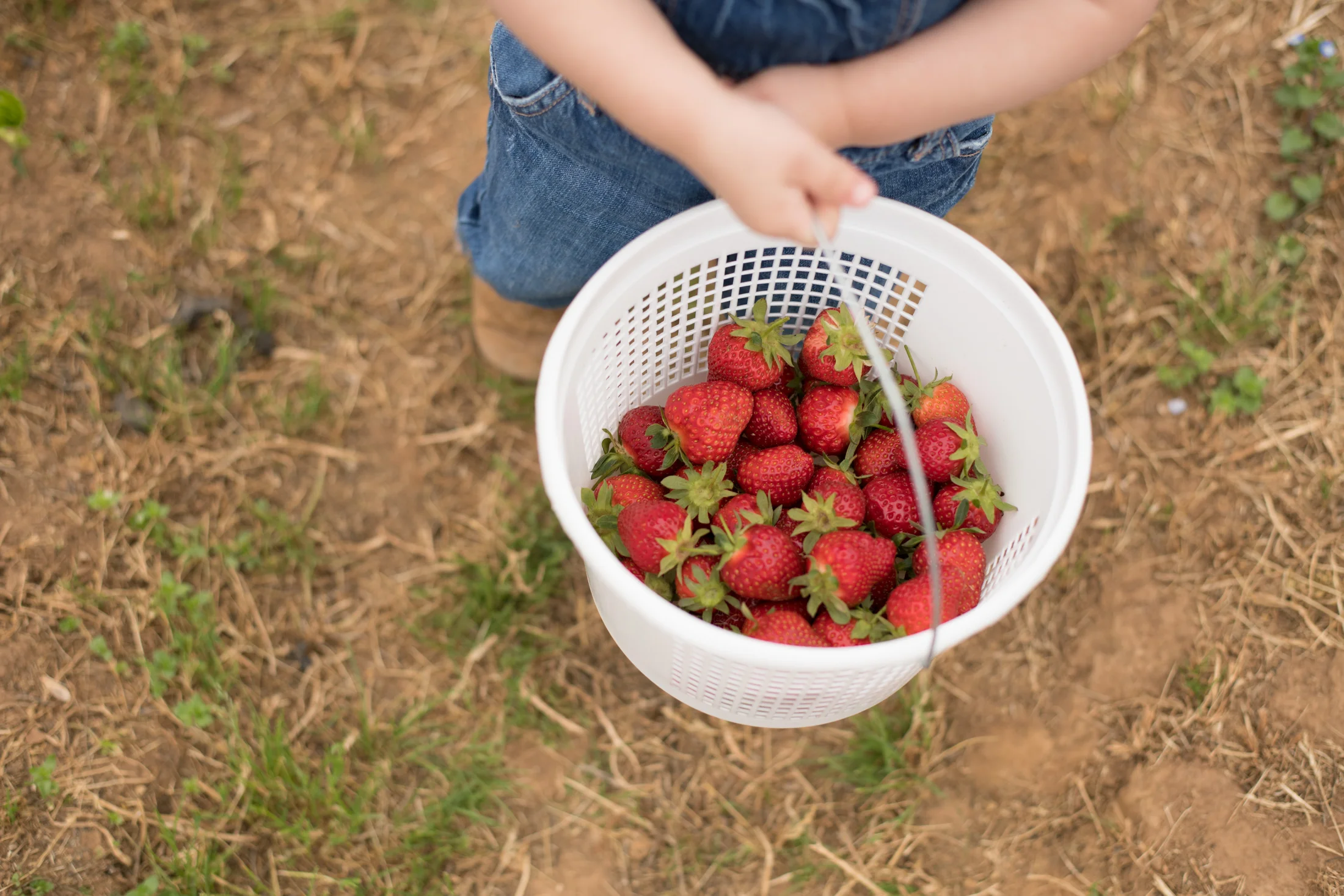 STRAWBERRY PICKING-56.jpg