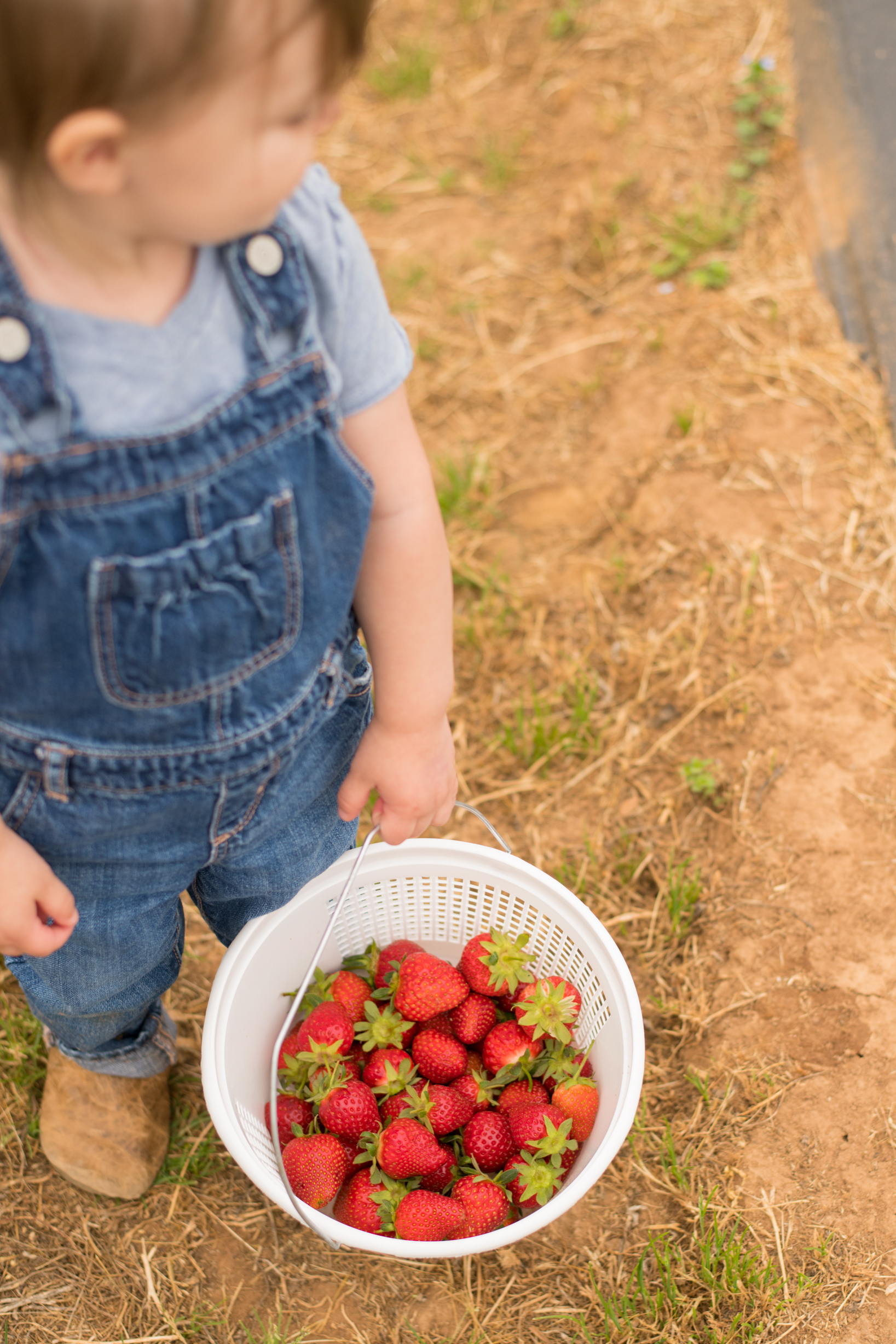 STRAWBERRY PICKING-60.jpg