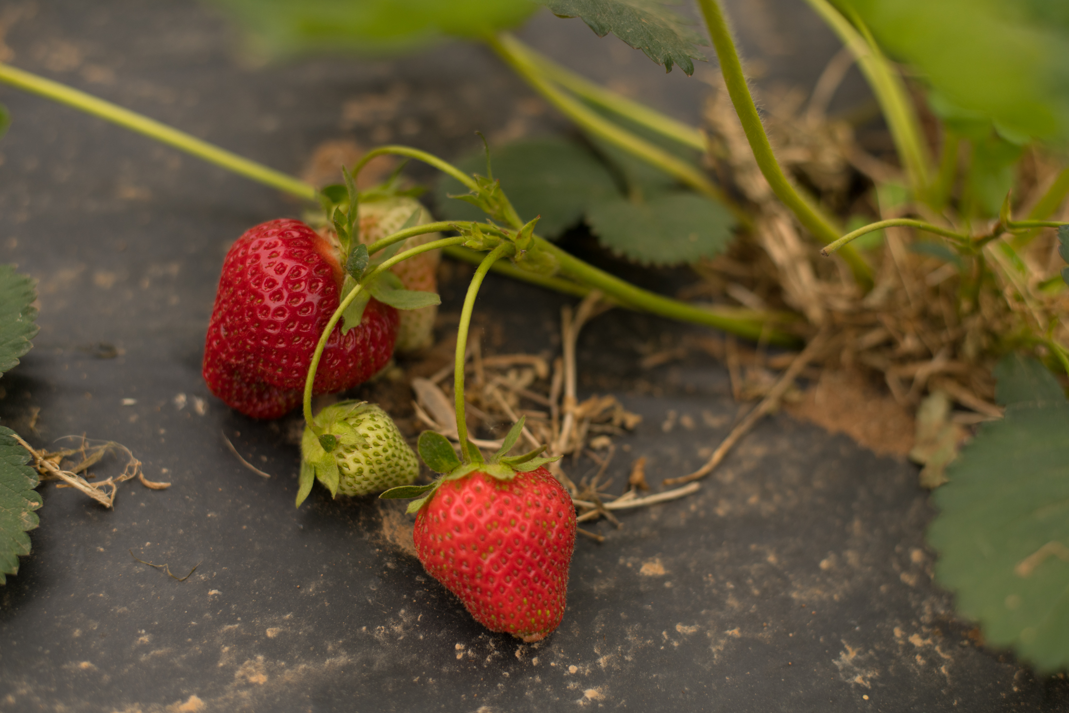 STRAWBERRY PICKING-61.jpg