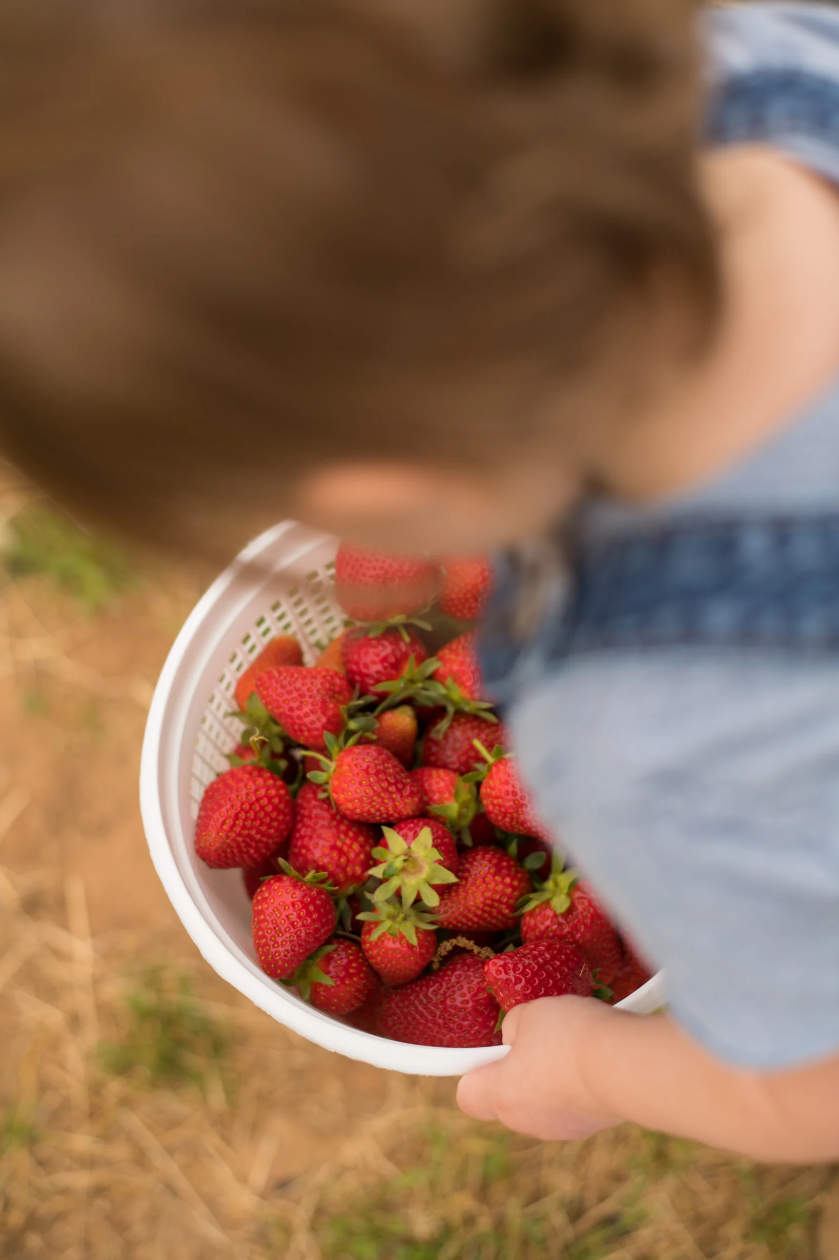 STRAWBERRY PICKING-67.jpg