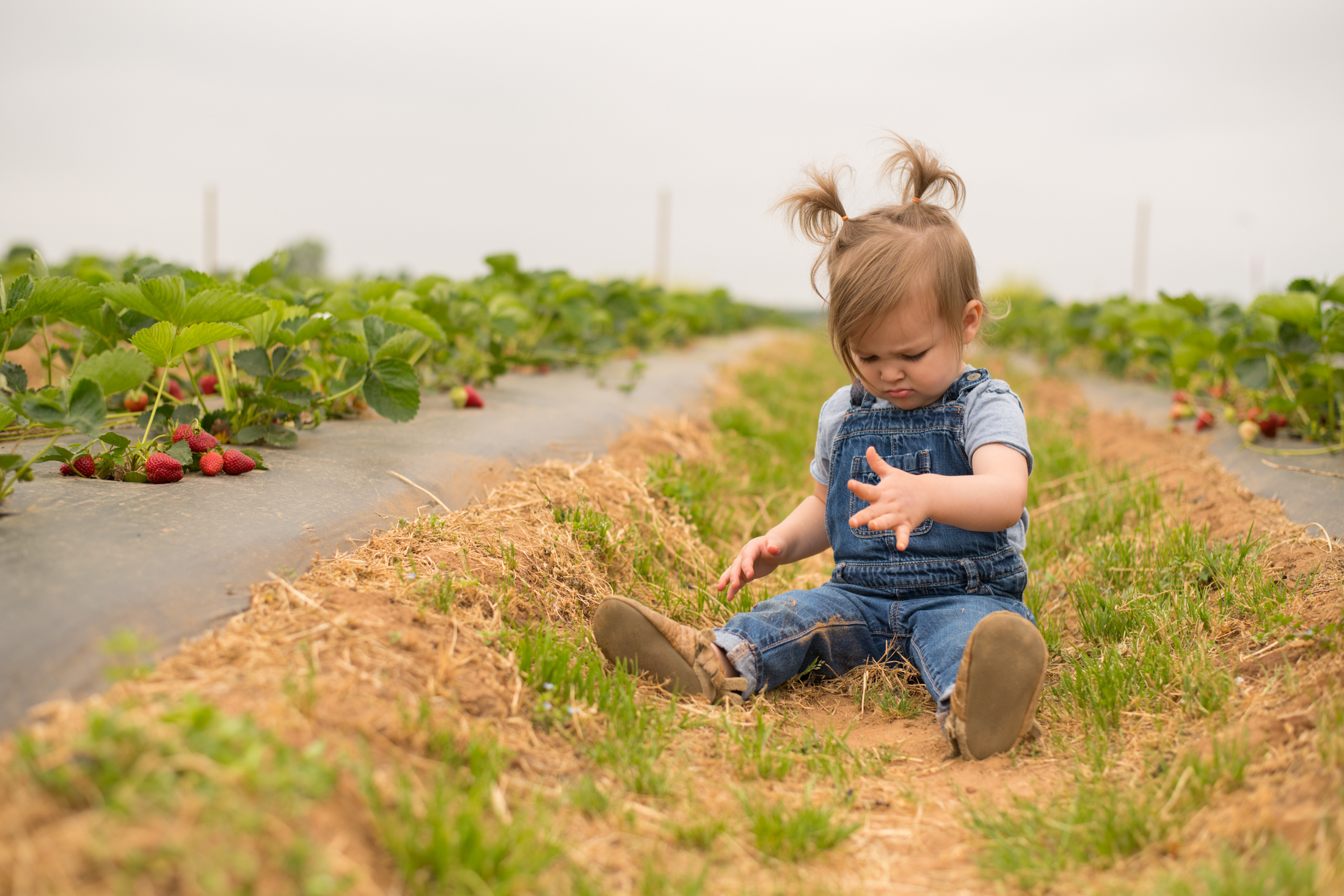 STRAWBERRY PICKING-71.jpg