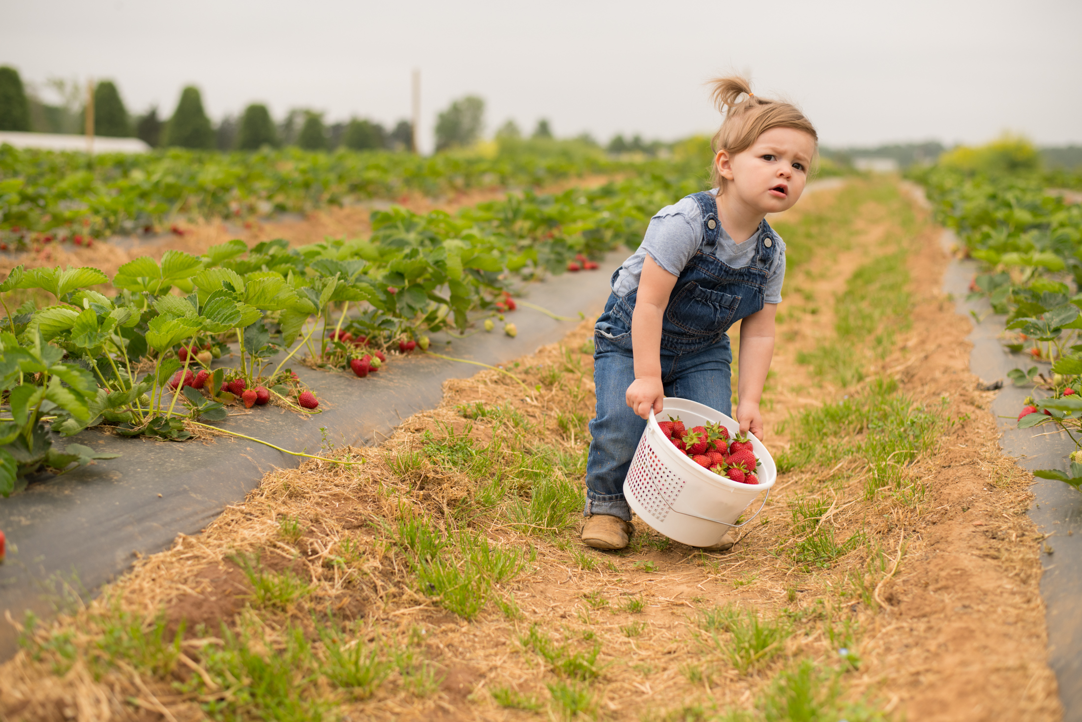 STRAWBERRY PICKING-77.jpg