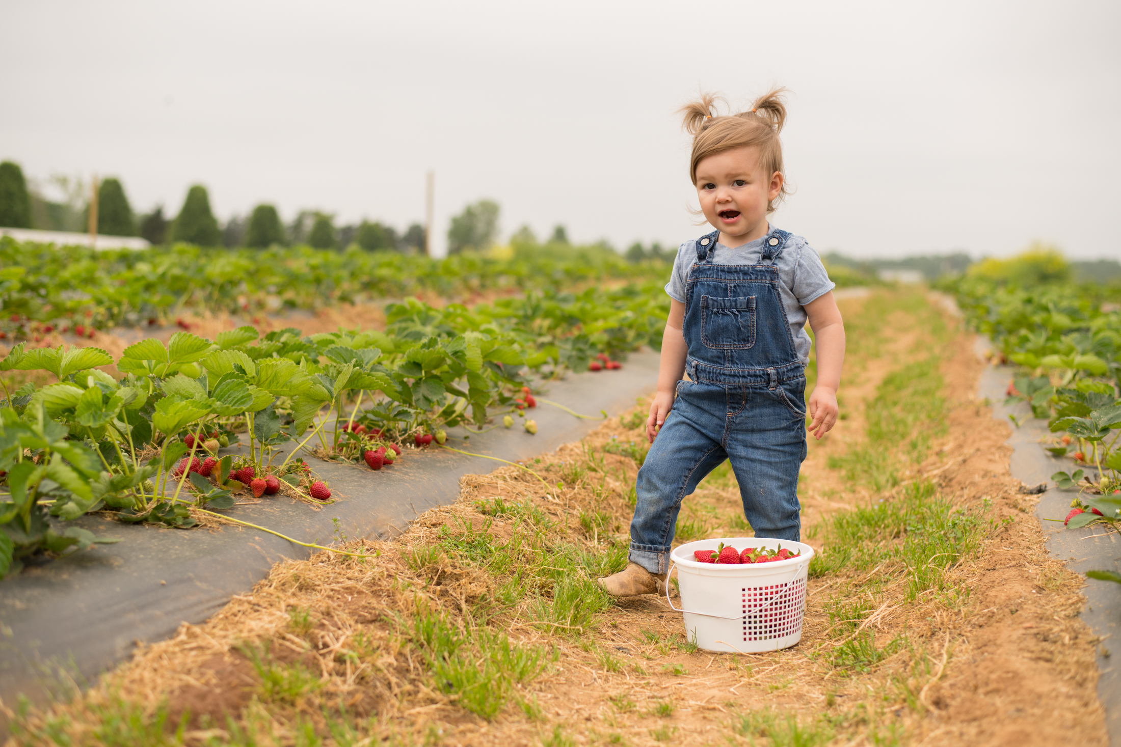 STRAWBERRY PICKING-79.jpg