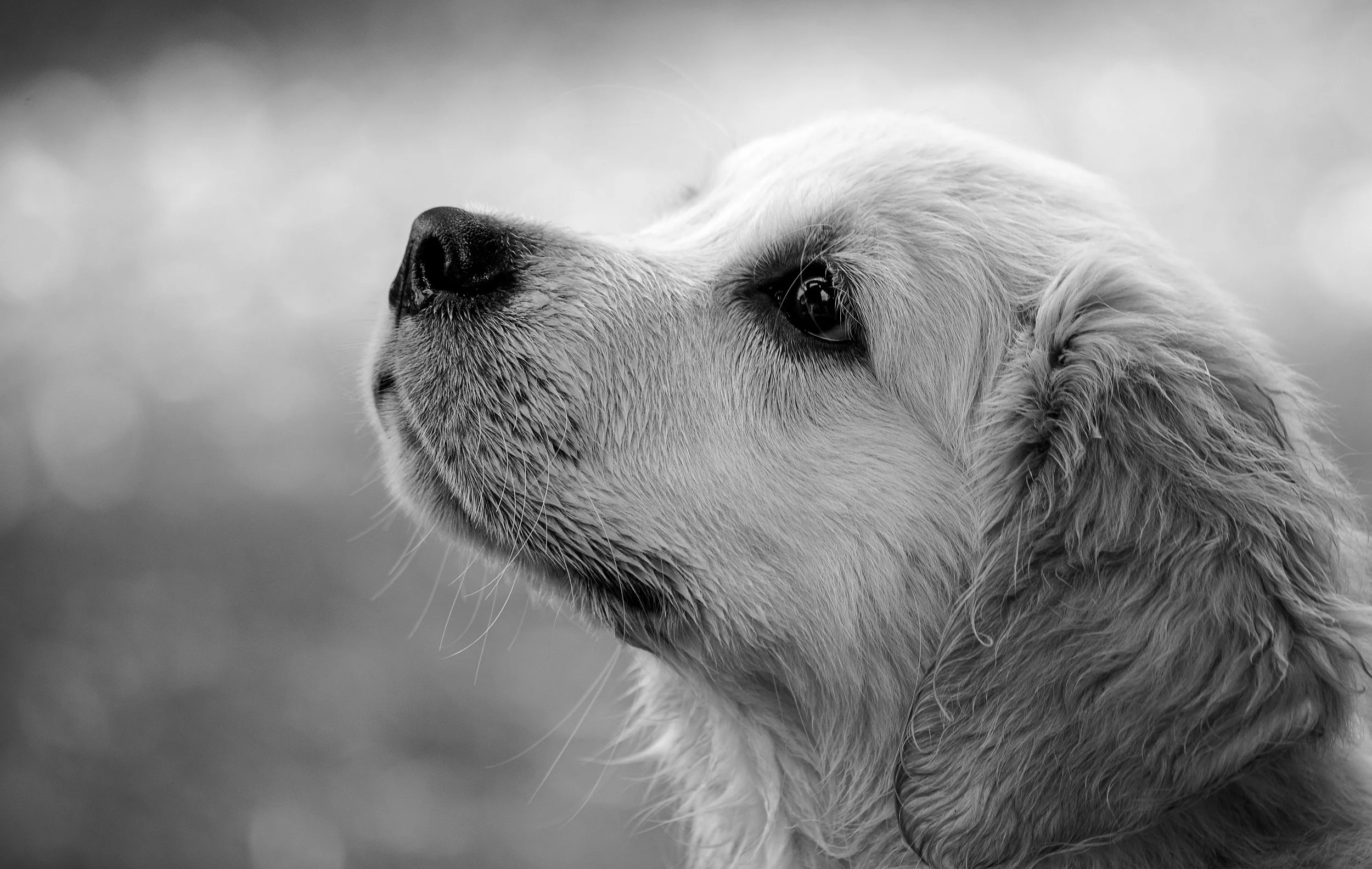 dog-4390885.jpg