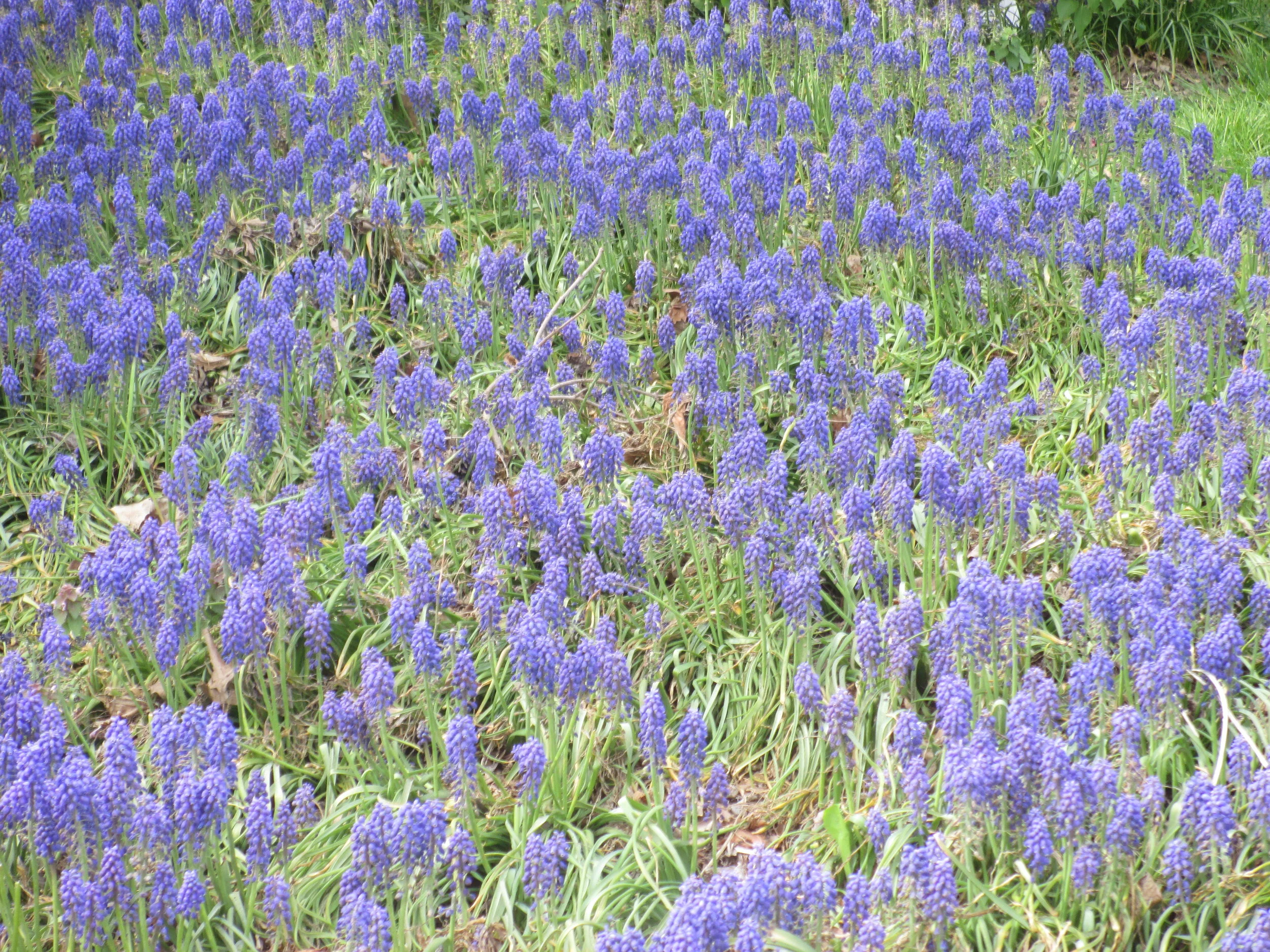 Brooklyn Botanical Garden