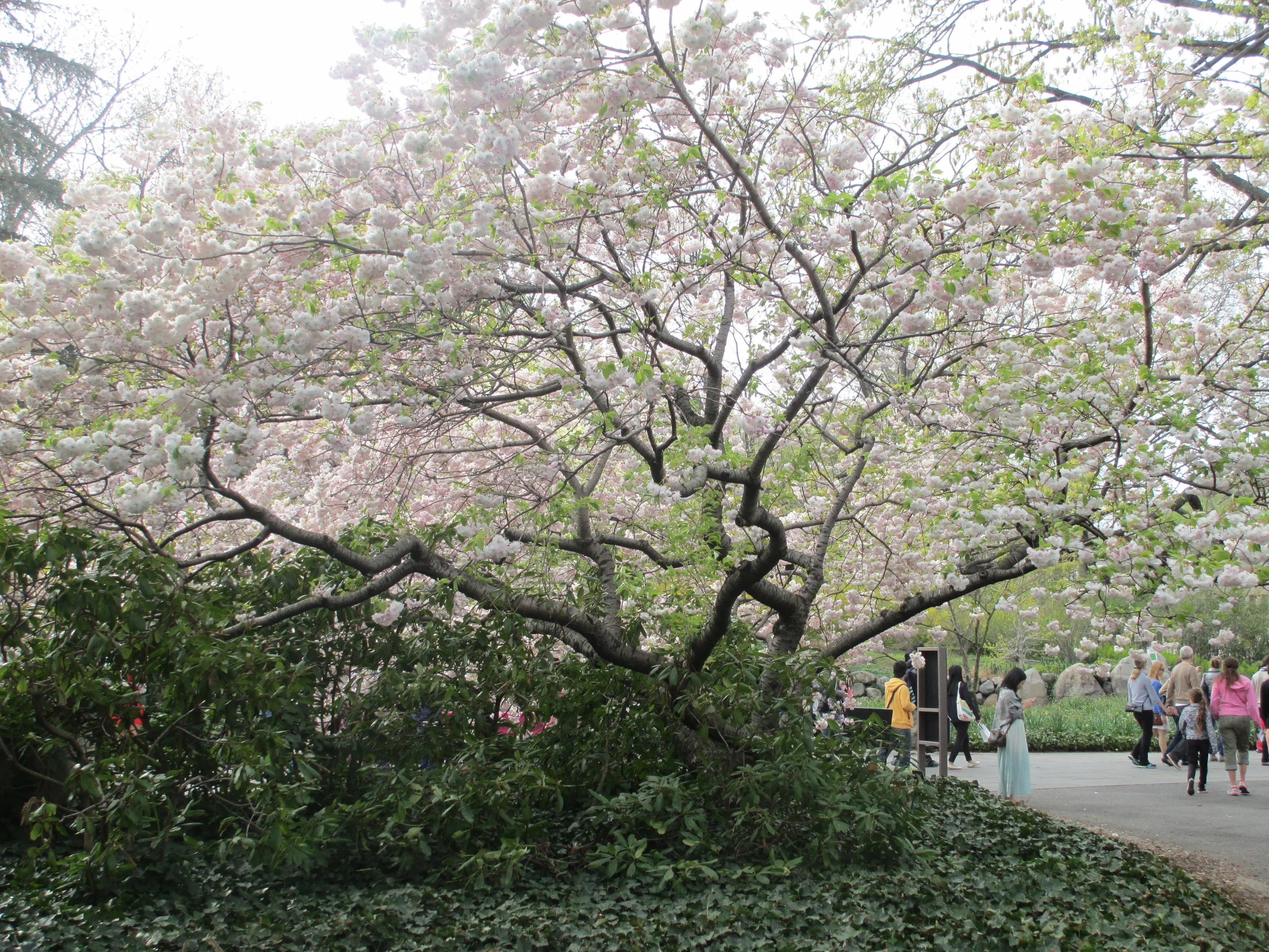 Brooklyn Botanical Garden