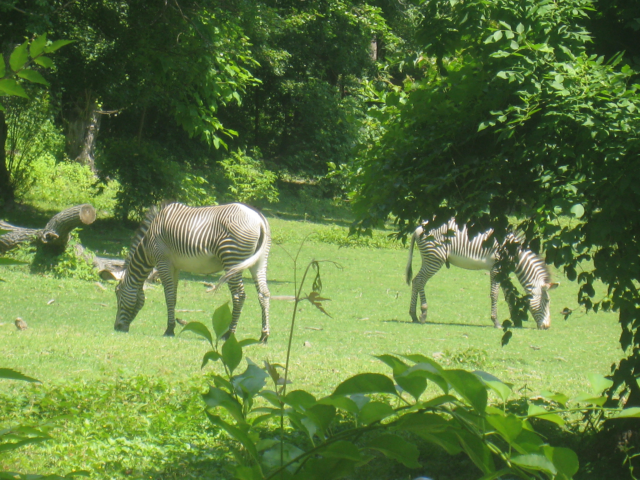 The Bronx Zoo