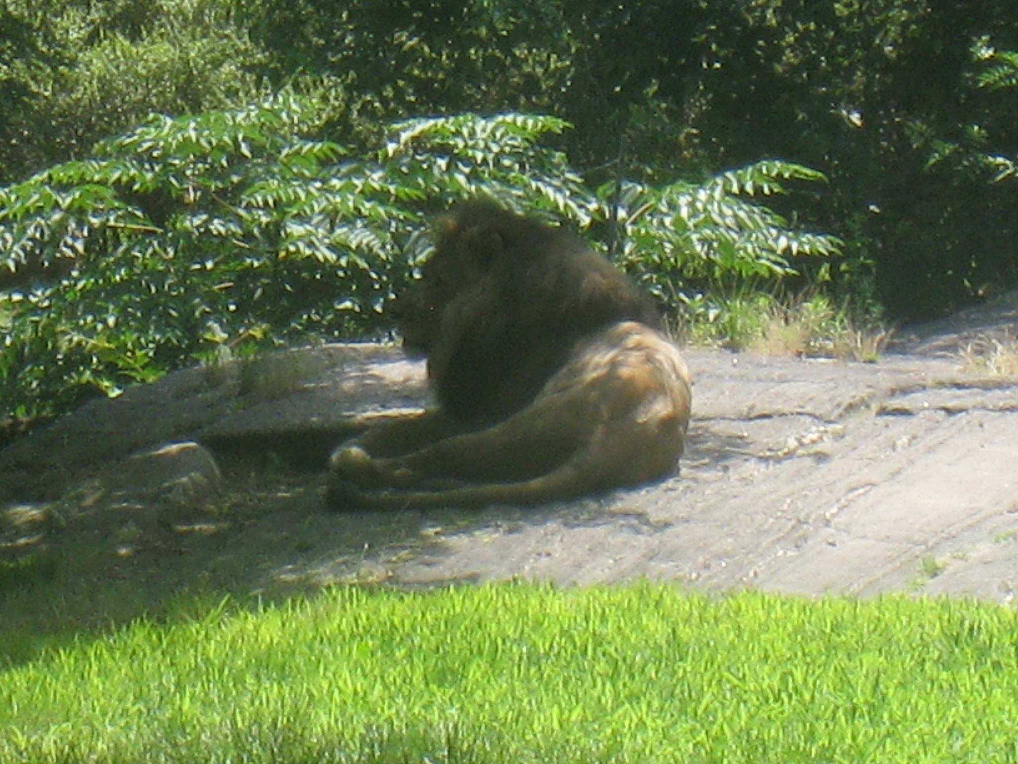 The Bronx Zoo