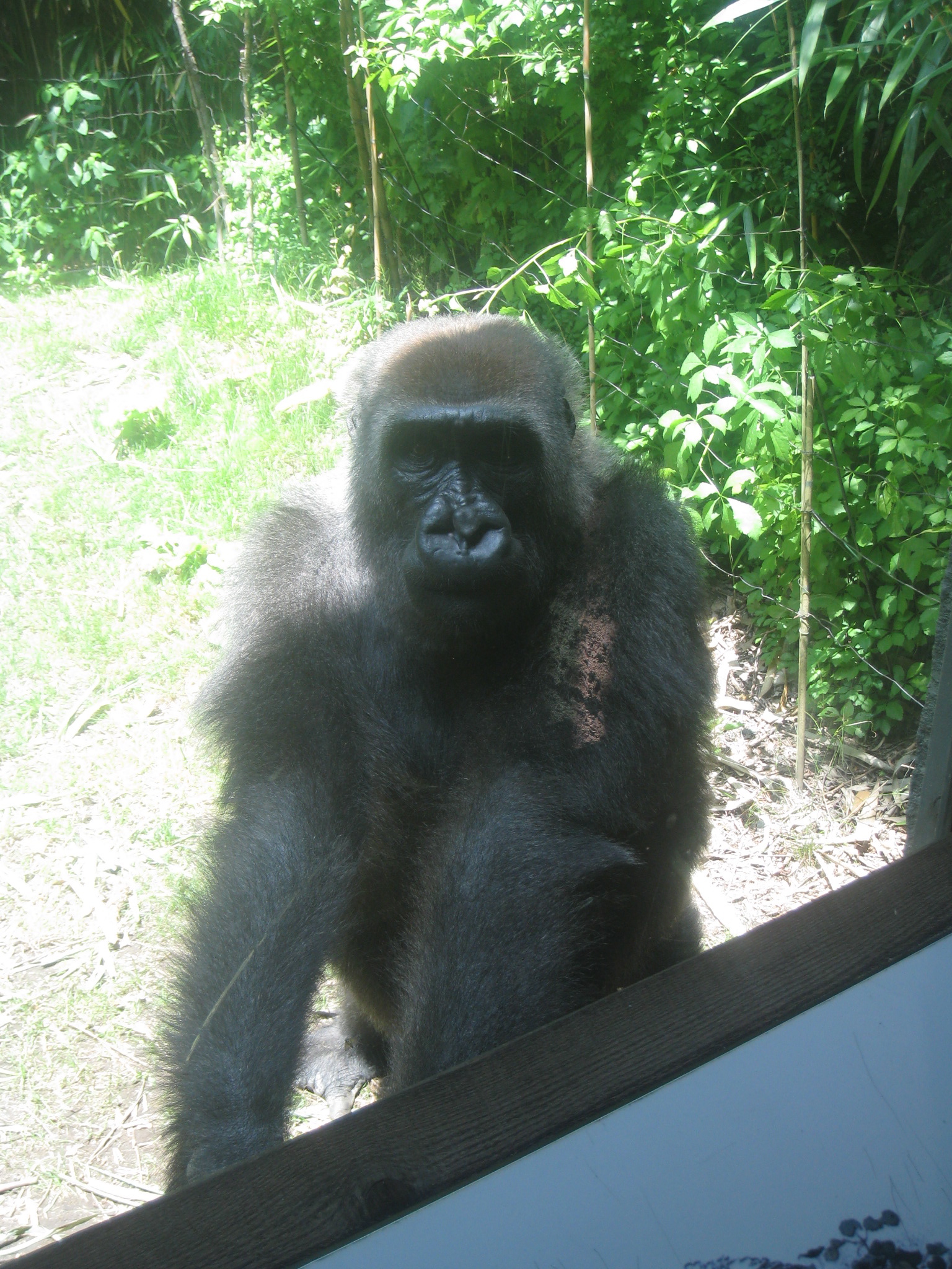 Bronx Zoo Gallery