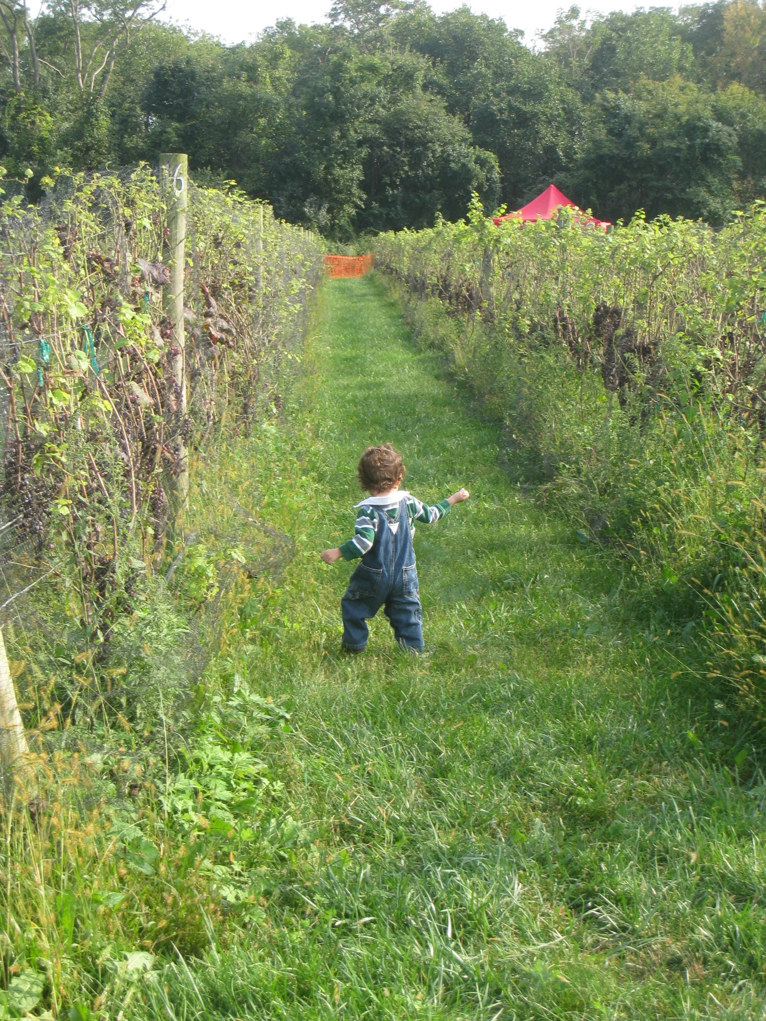 Queens County Farm Gallery