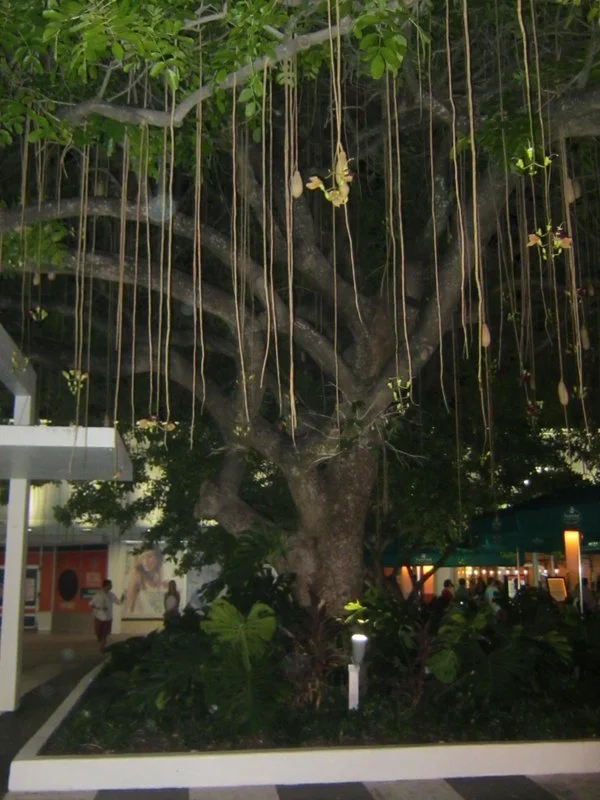 Lincoln Road