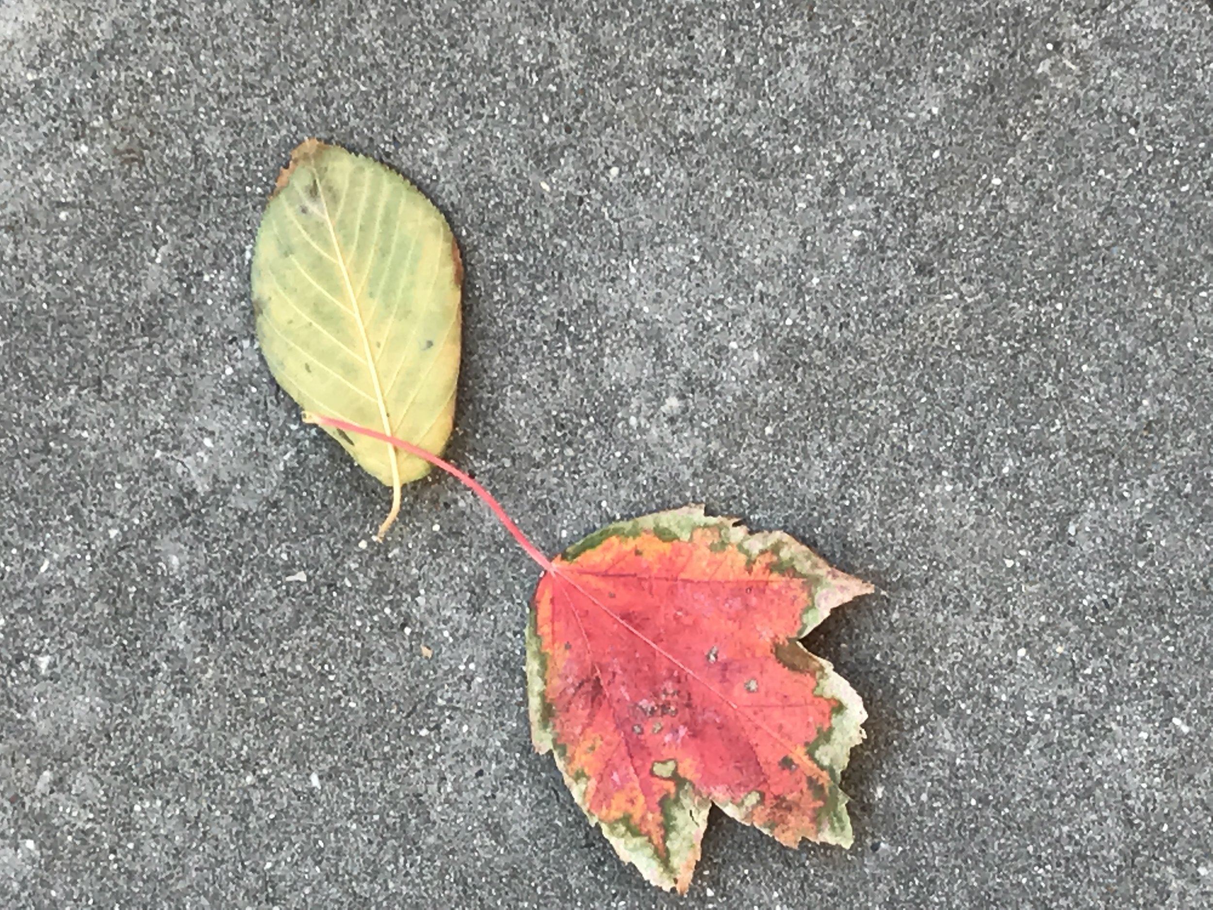 Jersey City - Thanksgiving Foliage