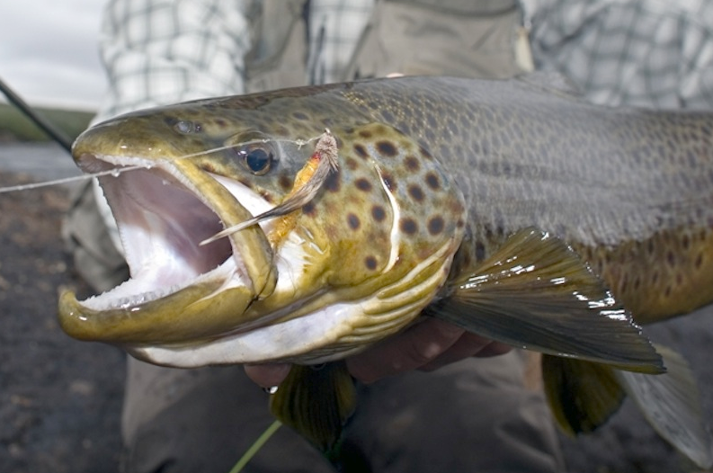 FlyTrip Montana 2.PNG